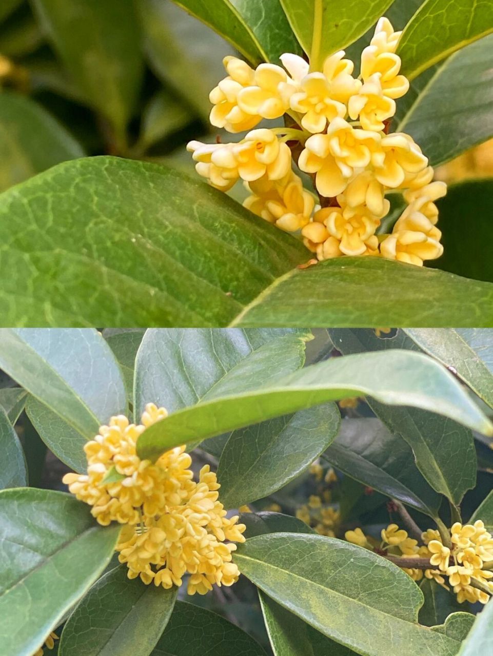 灵谷寺金陵百年桂花王终于开花啦~今年花期比往年迟了十几天,预计下个