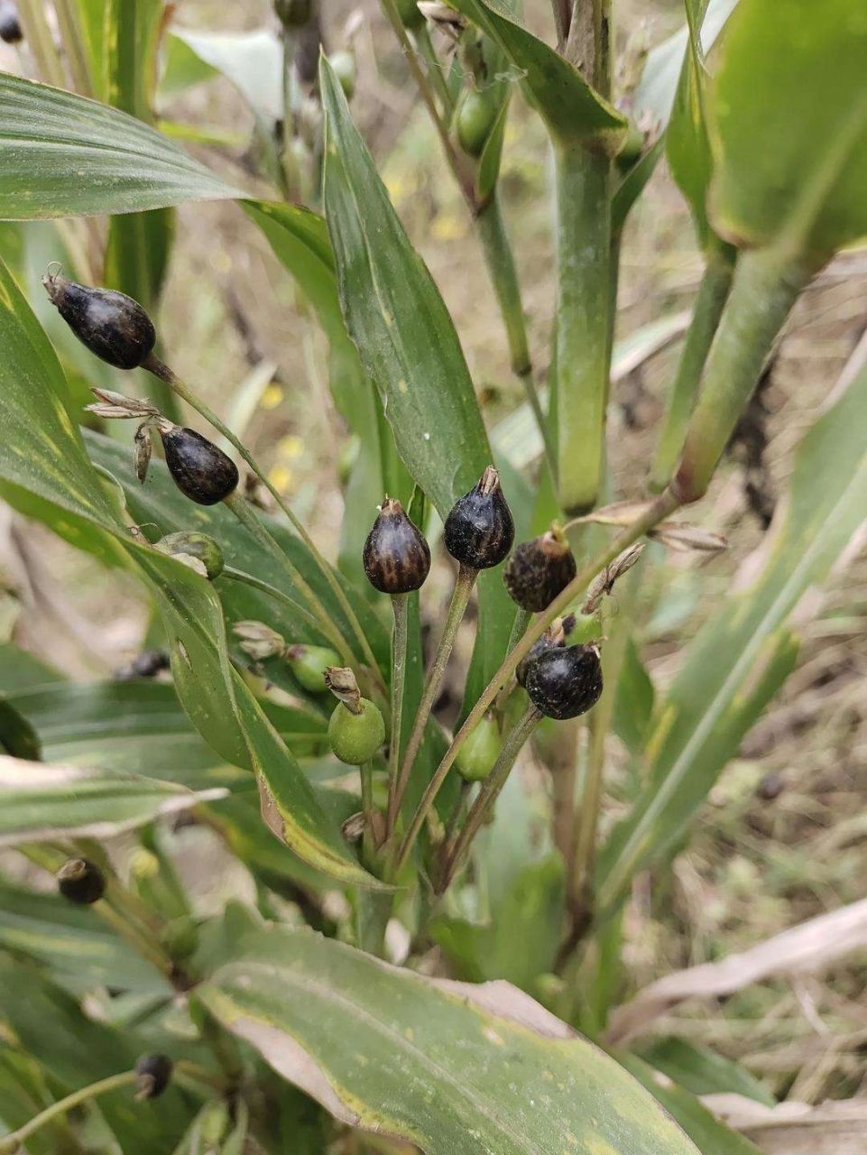 可以用来做手串 这种植物叫做"草珠子",也叫"吸血珠"和"来尿珠";能