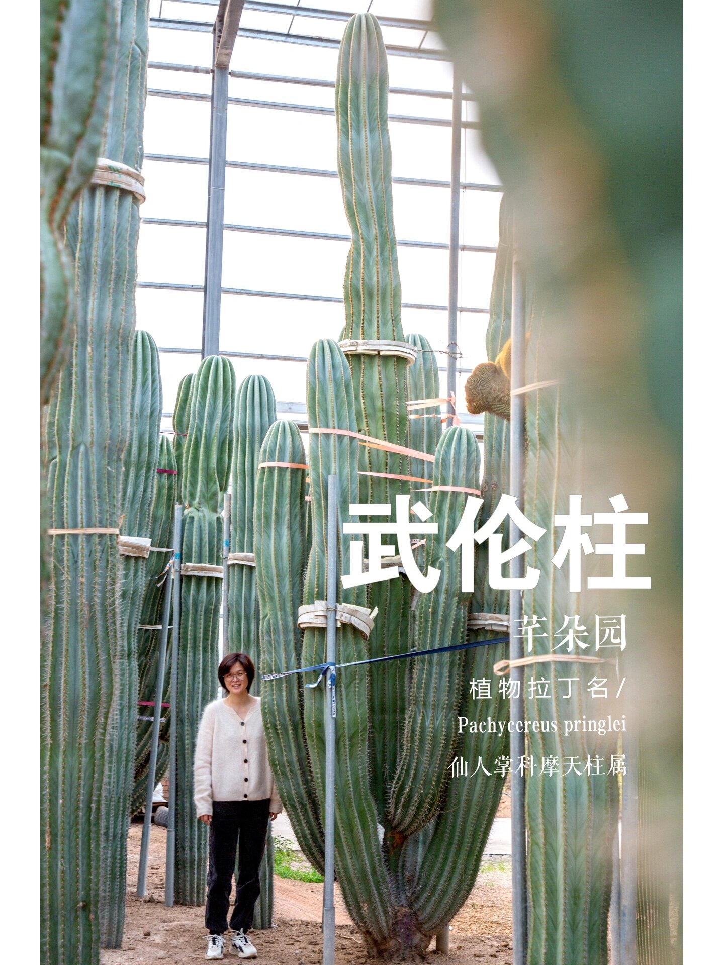 武伦柱l仙人柱中的大胖子