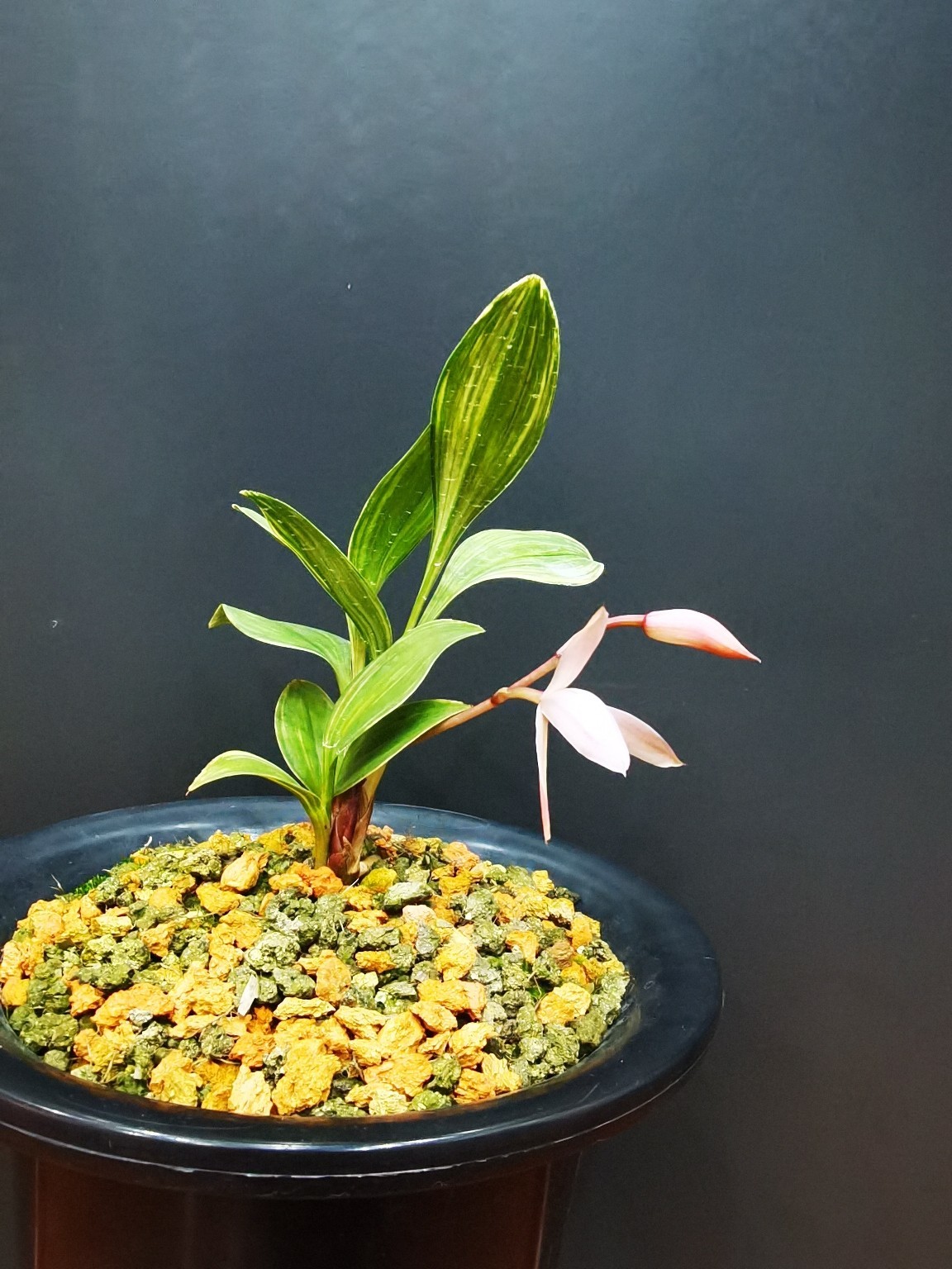 兔耳兰开花了 兔耳兰开花了9492