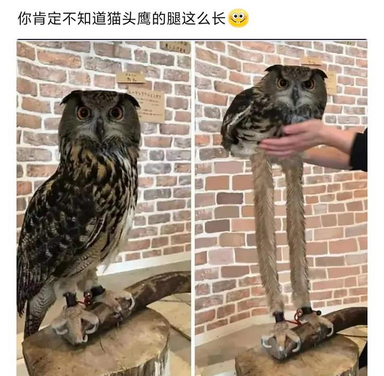 长开了的动物  这只猫头鹰的腿真长,就连墙脚都跟着它的腿变长了⊙﹏