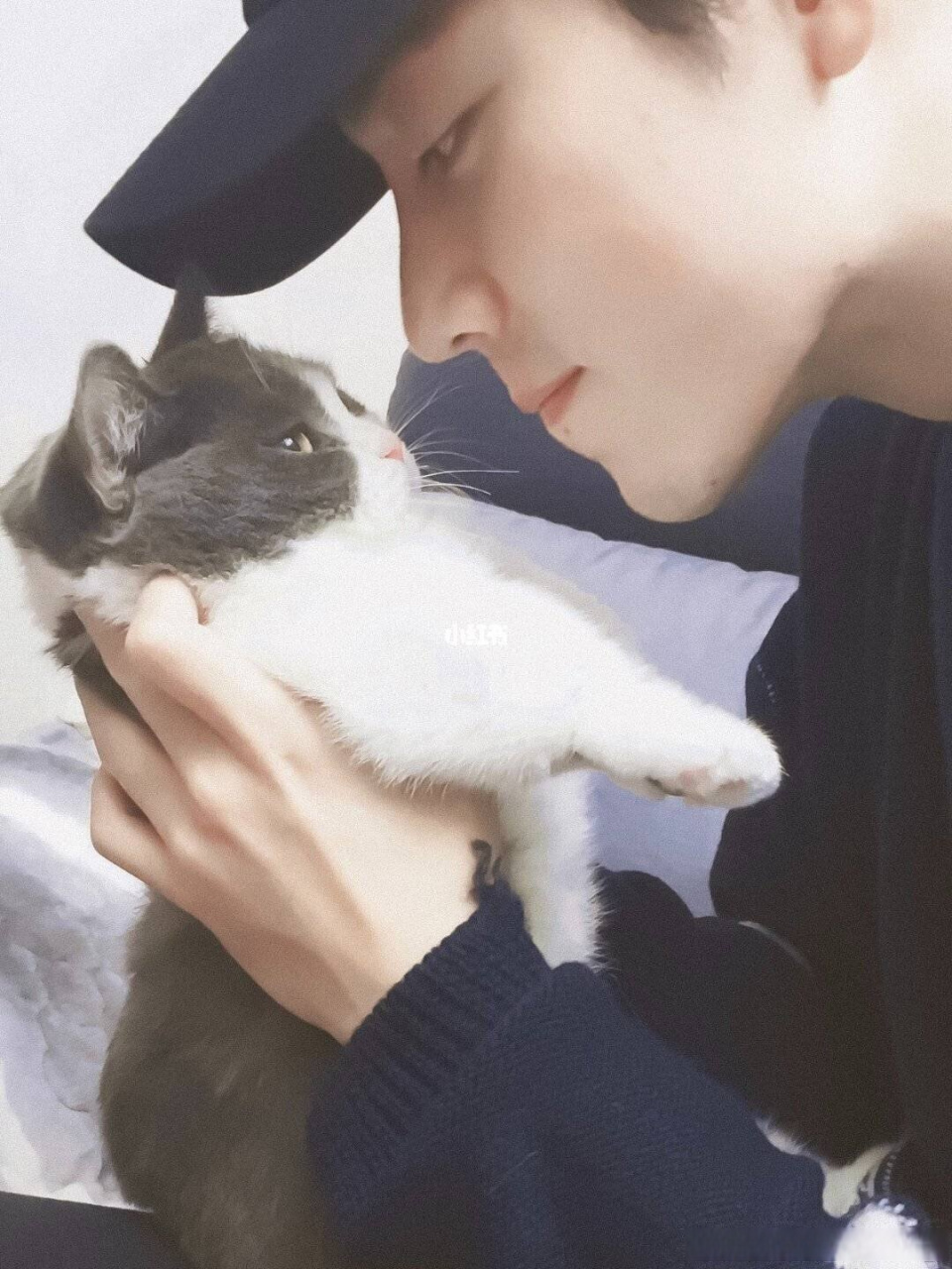 肖战和他的宠物猫大型分手现场:夸柴犬可爱,养猫是因为比较好养[笑哭]