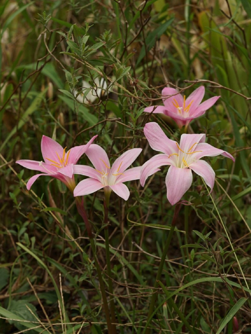 韭菜莲花图片大全图片