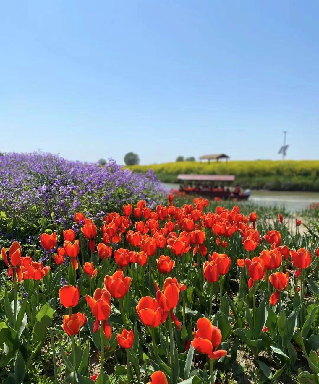 烟花三月系列之高邮湖上花海 高邮湖上花海距离高邮城区很近,就在高邮