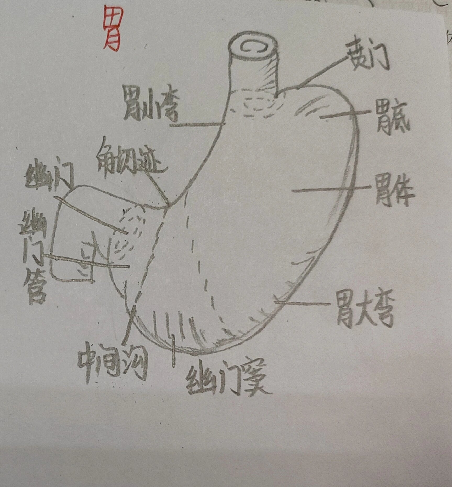 2023. 消化系统 胃手绘图 解刨学