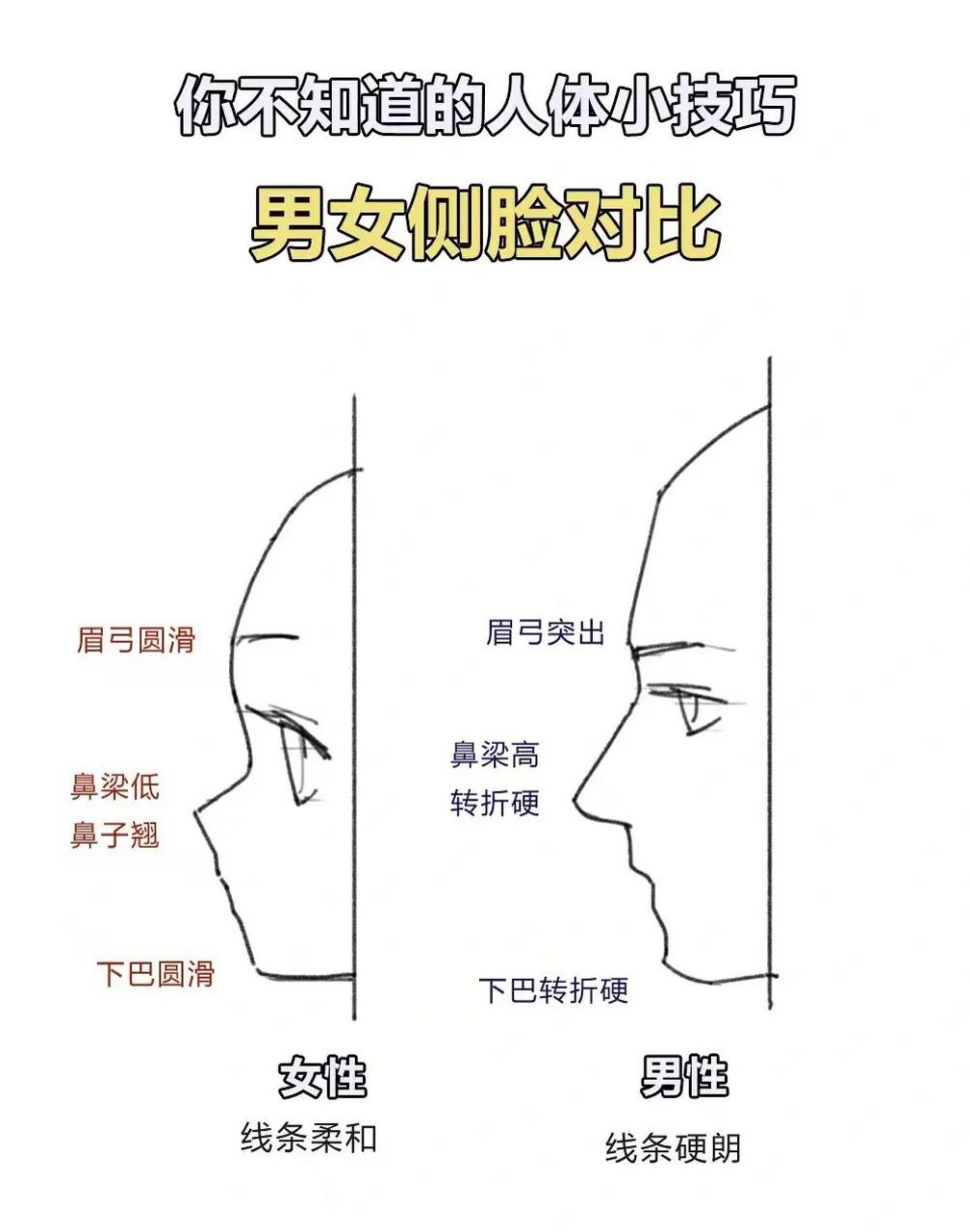 零基础学画画|男女侧脸对比