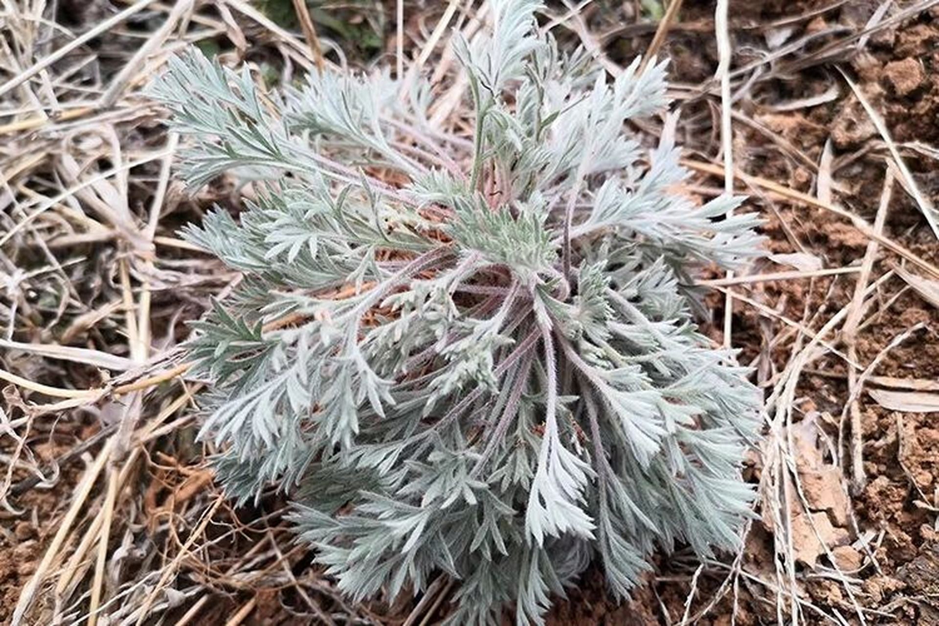 俗话说:"三月茵陈四月蒿,五月砍了当柴烧.