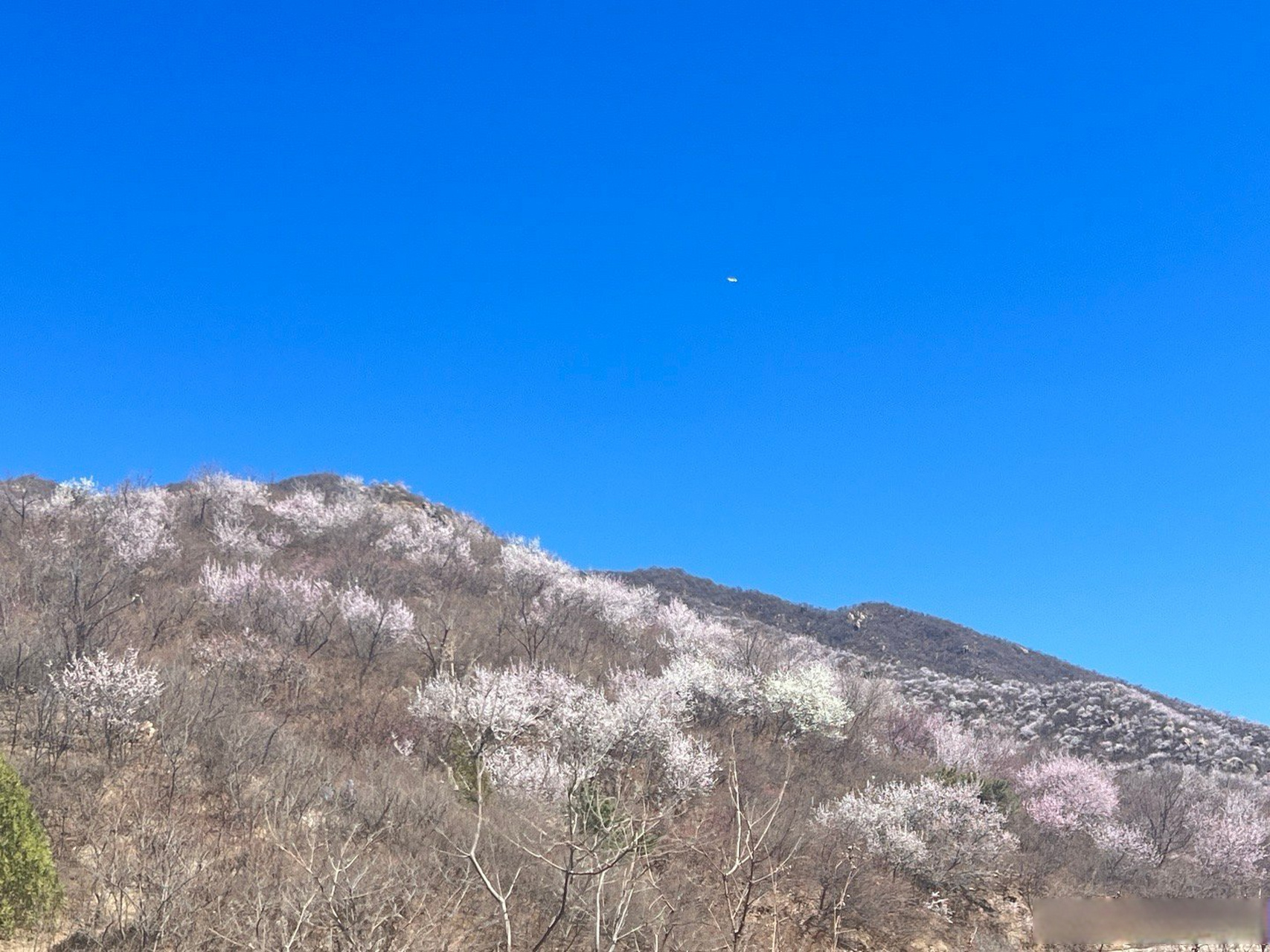 海棠山花烂漫时图片