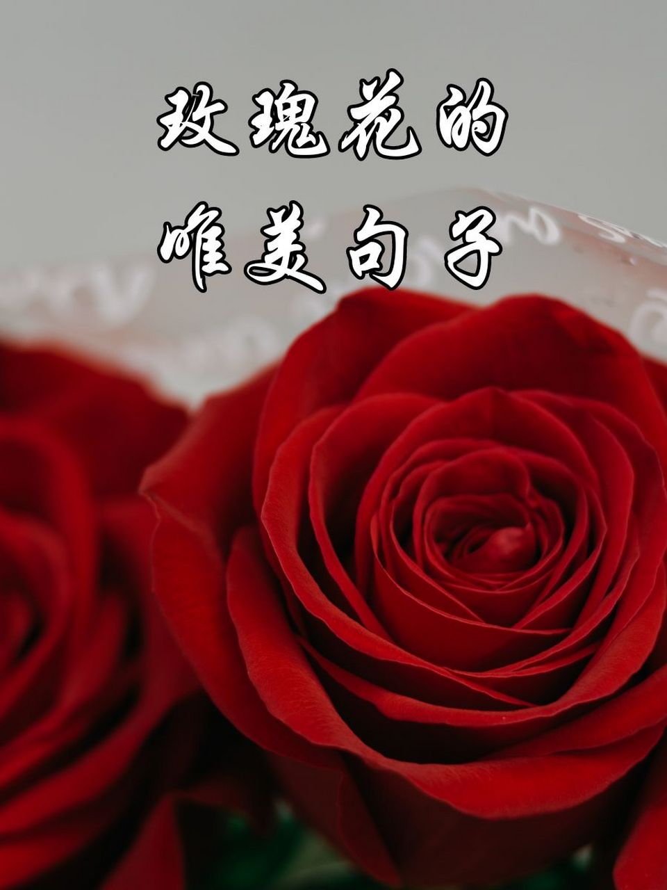 玫瑰花的唯美句子 95 玫瑰花开,爱情的芬芳在心间绽放.