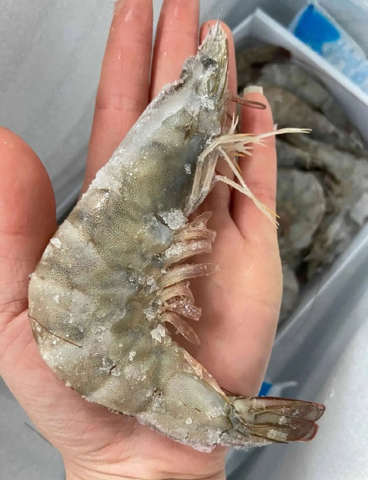 厄瓜多尔白虾盐冻海捕大虾