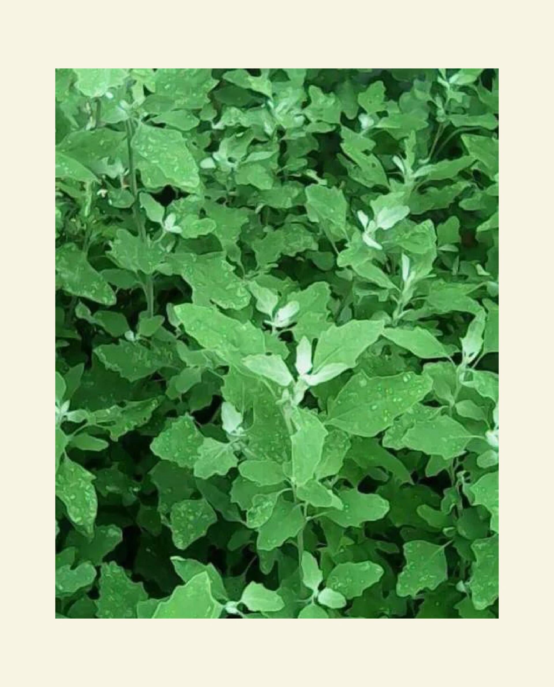 只能晚上吃的野菜 🌿植物名 藜 🌿别名 灰灰菜