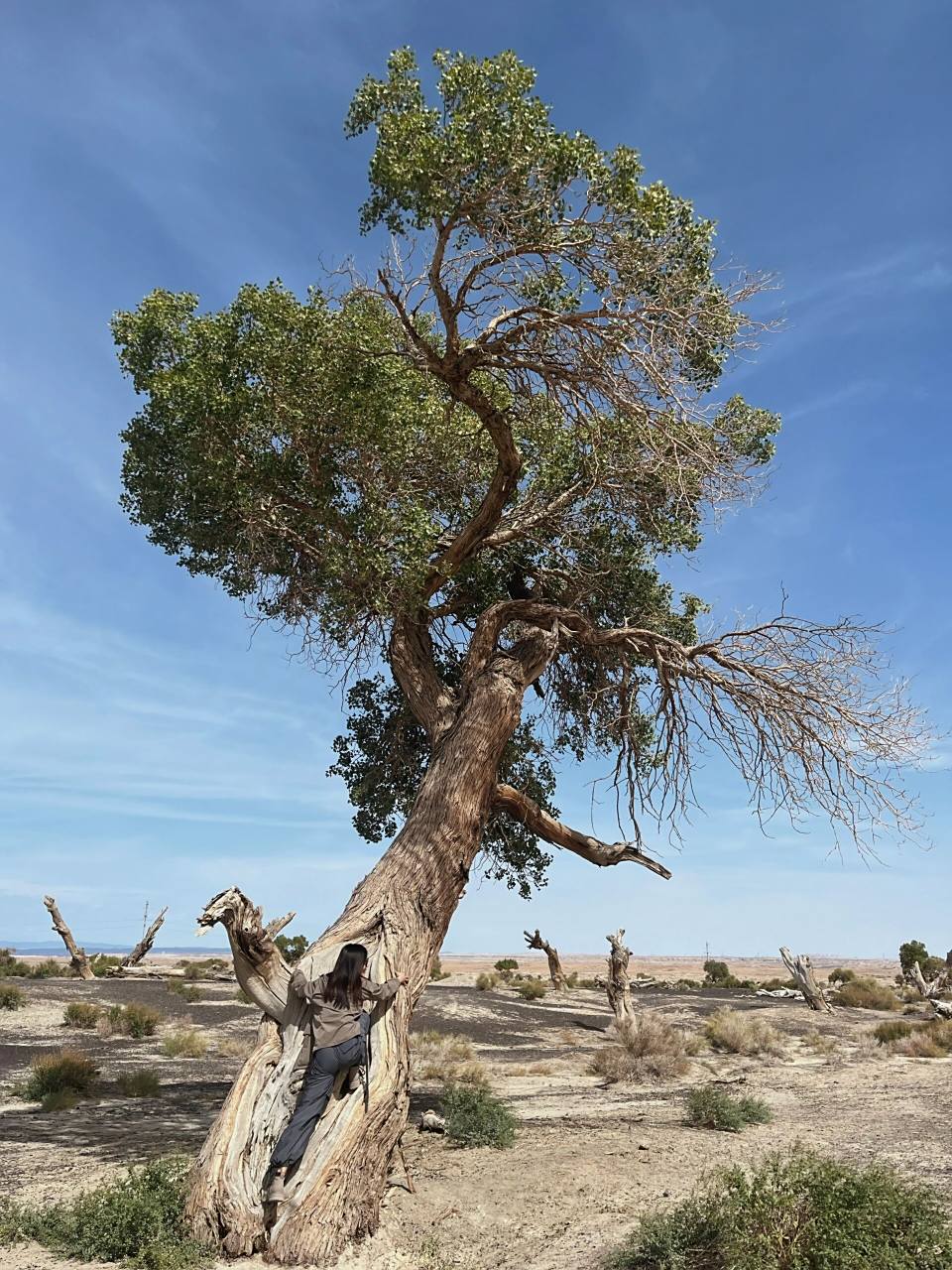 乌尔禾胡杨林|三千年的传说 穿过茫茫戈壁,见到了记挂了多年的胡杨林