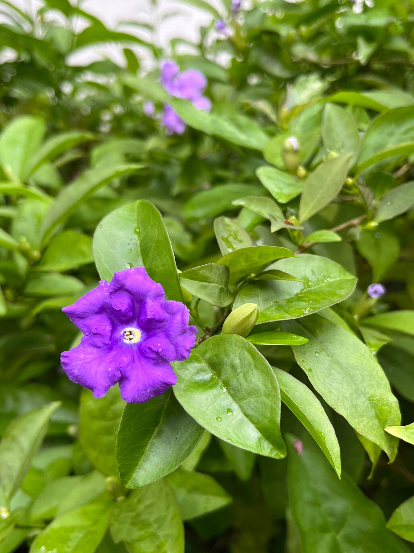 鸳鸯茉莉属图片