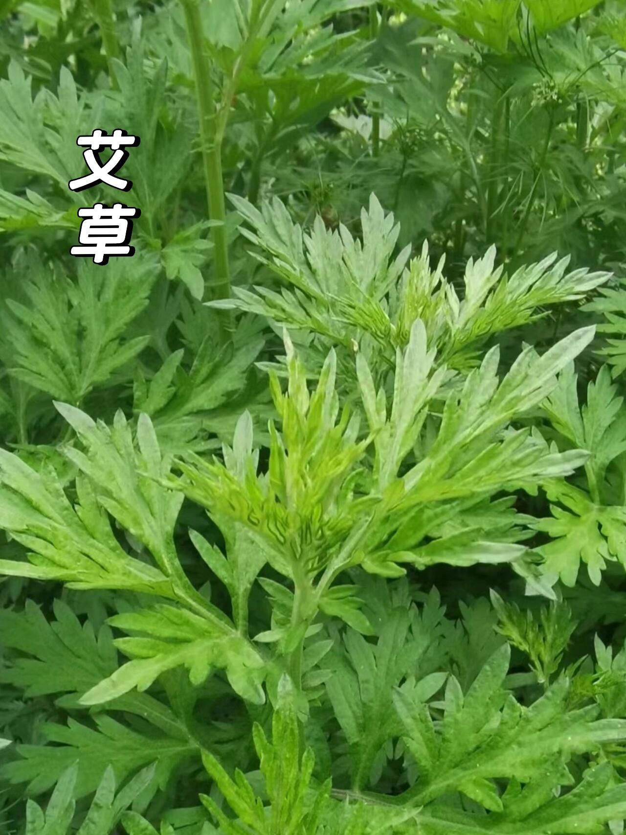 中草药植物