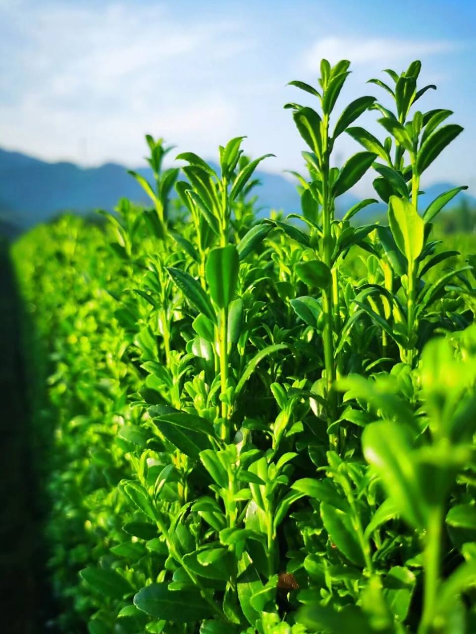 植物绿篱 | 特写篇-高档别院首选绿植围墙 直立冬青,又名"步步高升"