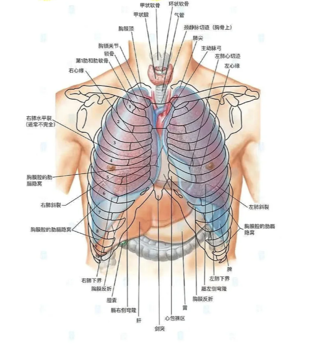 胸口左边主要有几个重要器官:左肺,左支气管,心脏,食管和胃