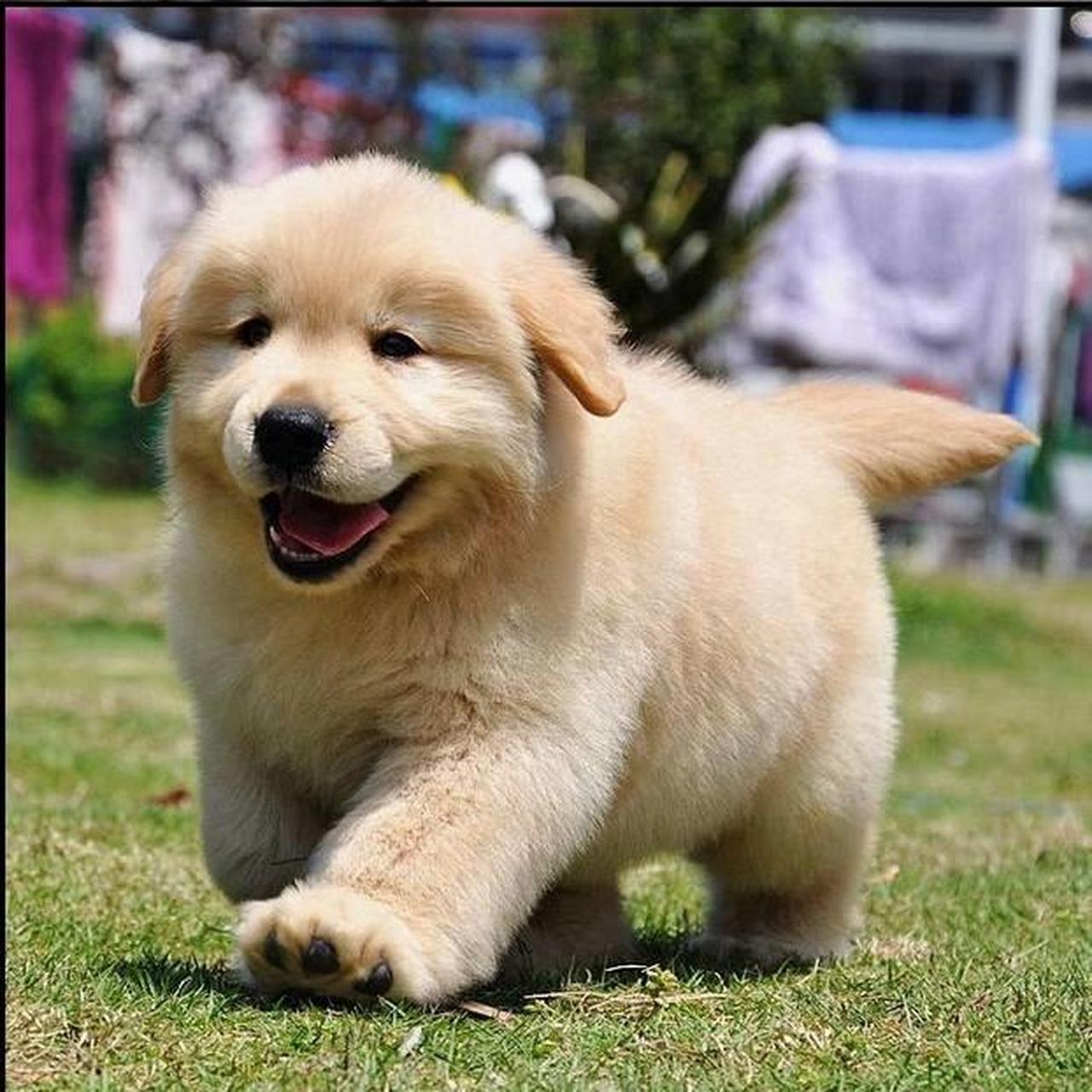 金毛犬多少钱一只 | 宠物狗价格 中文名:金毛/金毛犬/金毛寻回犬 英文