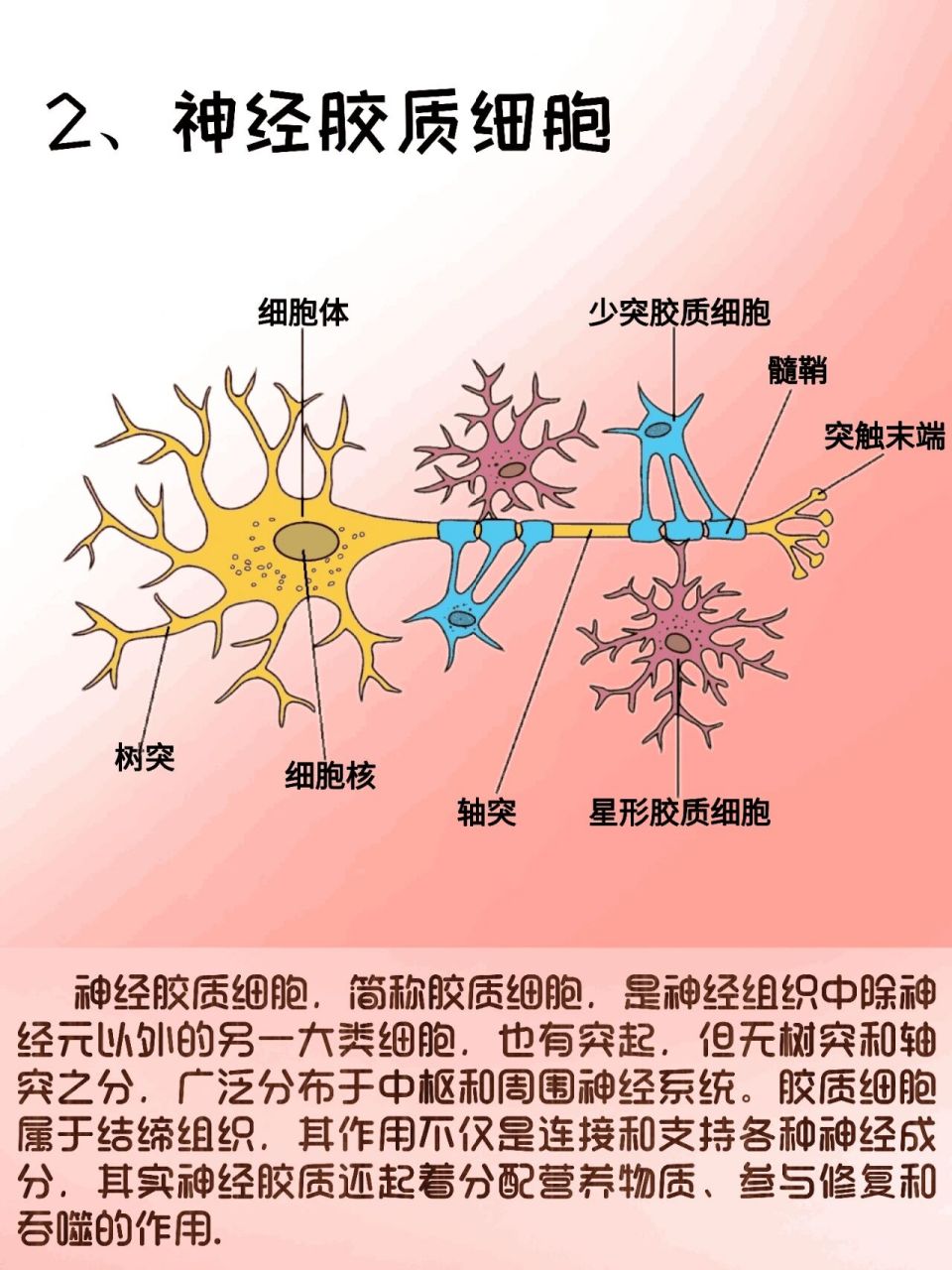 轴突胞体图片