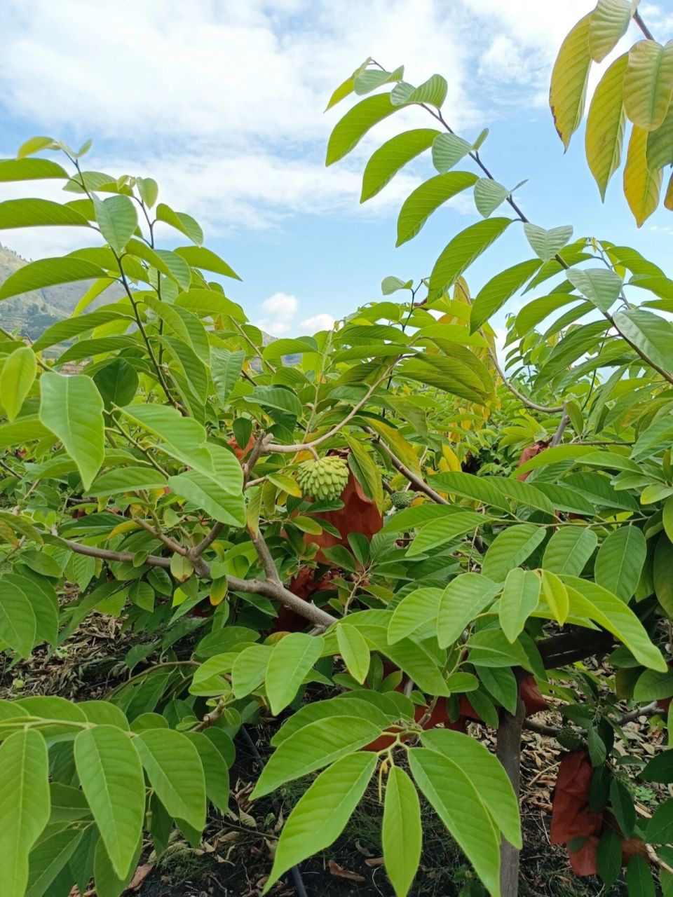 云南释迦果(产地直发)  一 产地简介:云南大理宾川县地理位置得天独厚