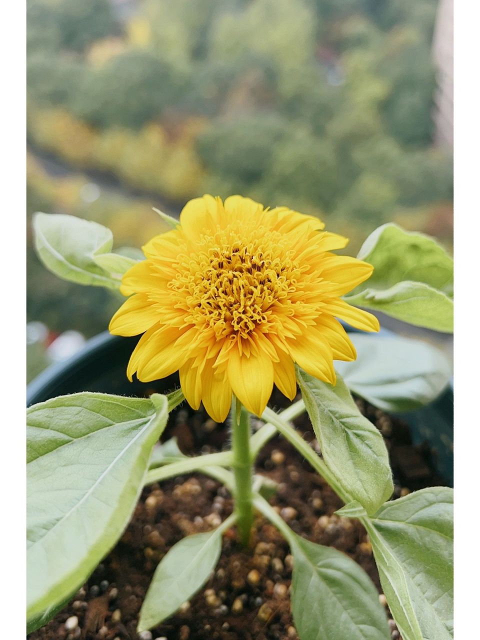 秋植记录:矮化玩具熊向日葵97 秋播的玩具熊向日葵97开花啦,玩具