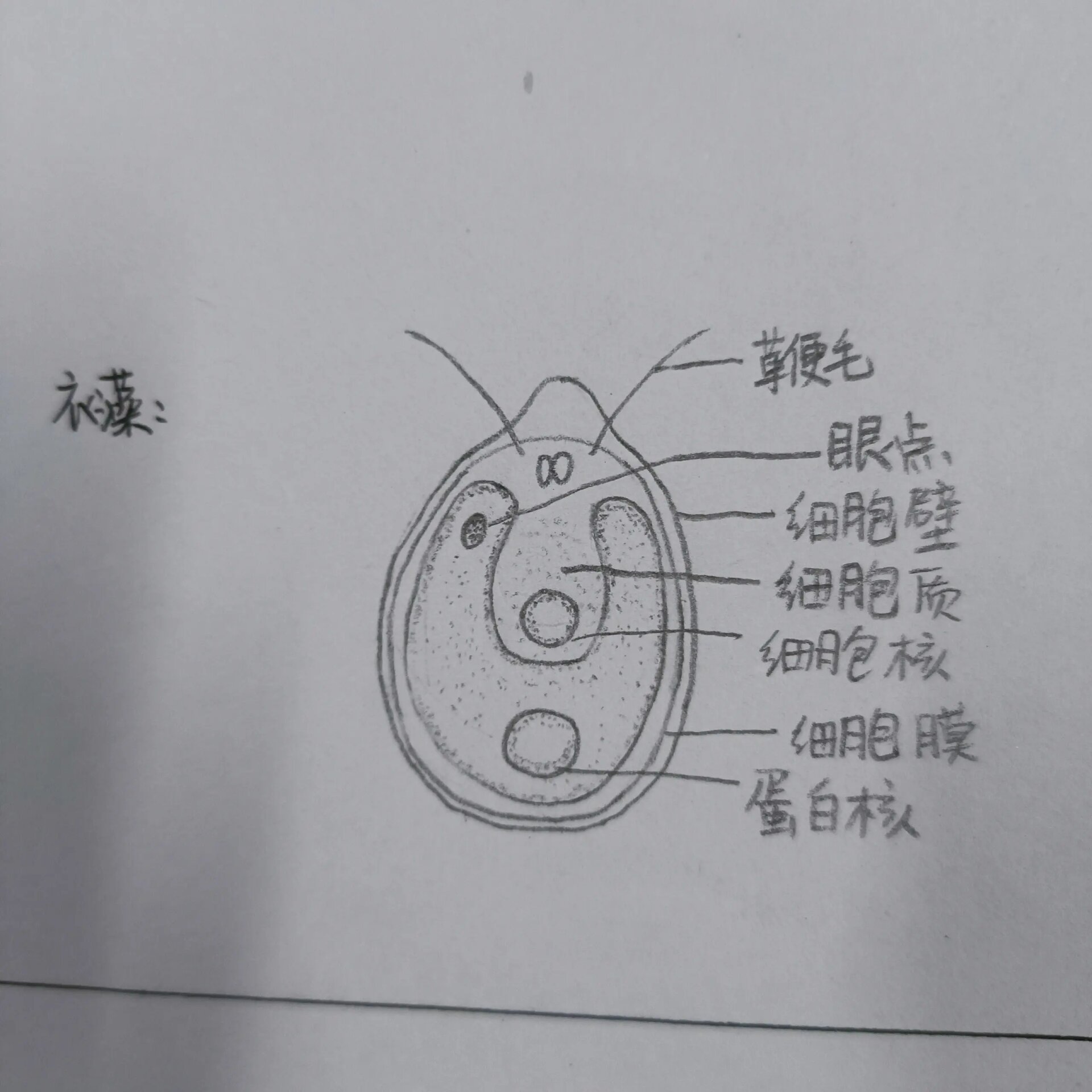 衣藻手绘图