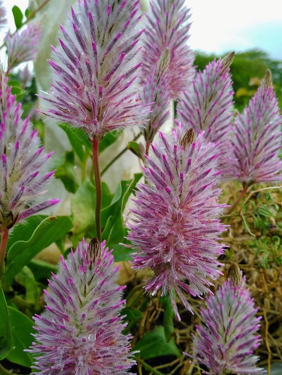 澳洲狐尾草 很像野地的青葙或鸡冠花,却是 澳洲狐尾草,原产于澳洲