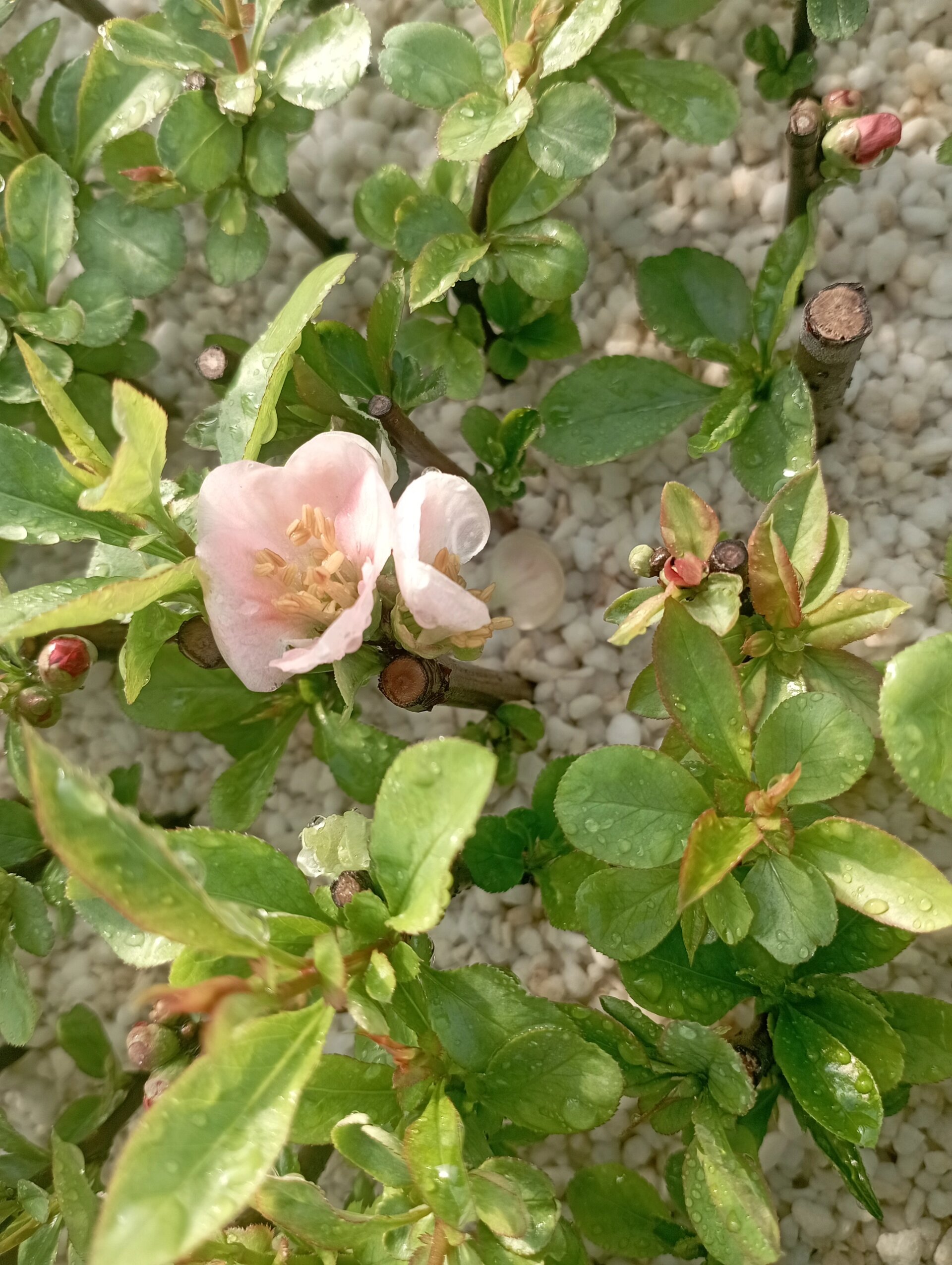 海棠图鉴5复色海棠东洋锦