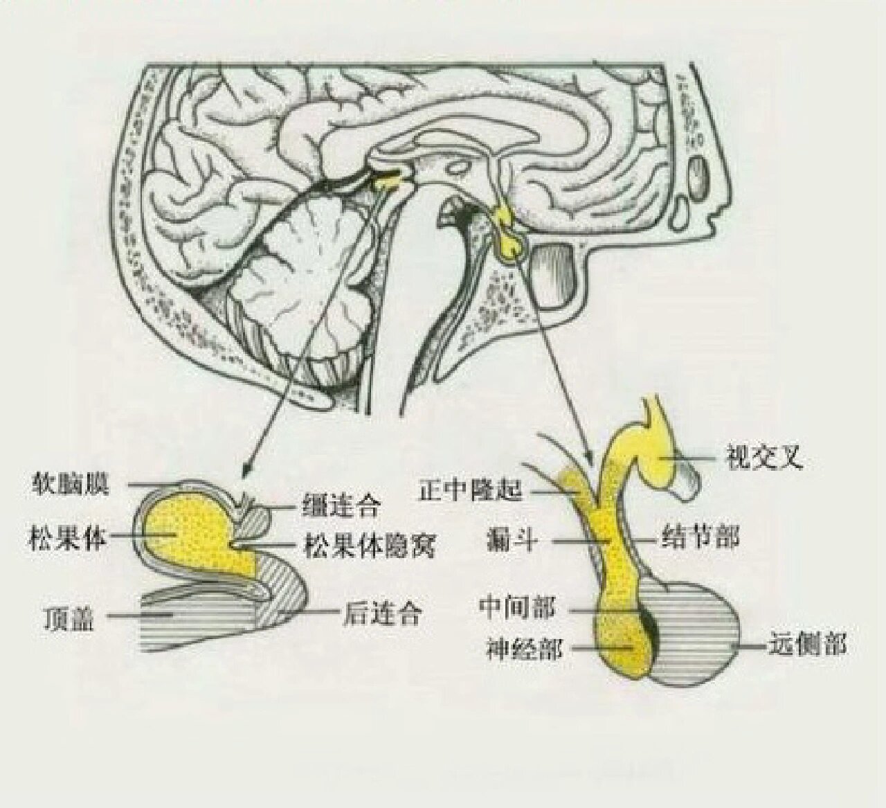 松果体连于图片