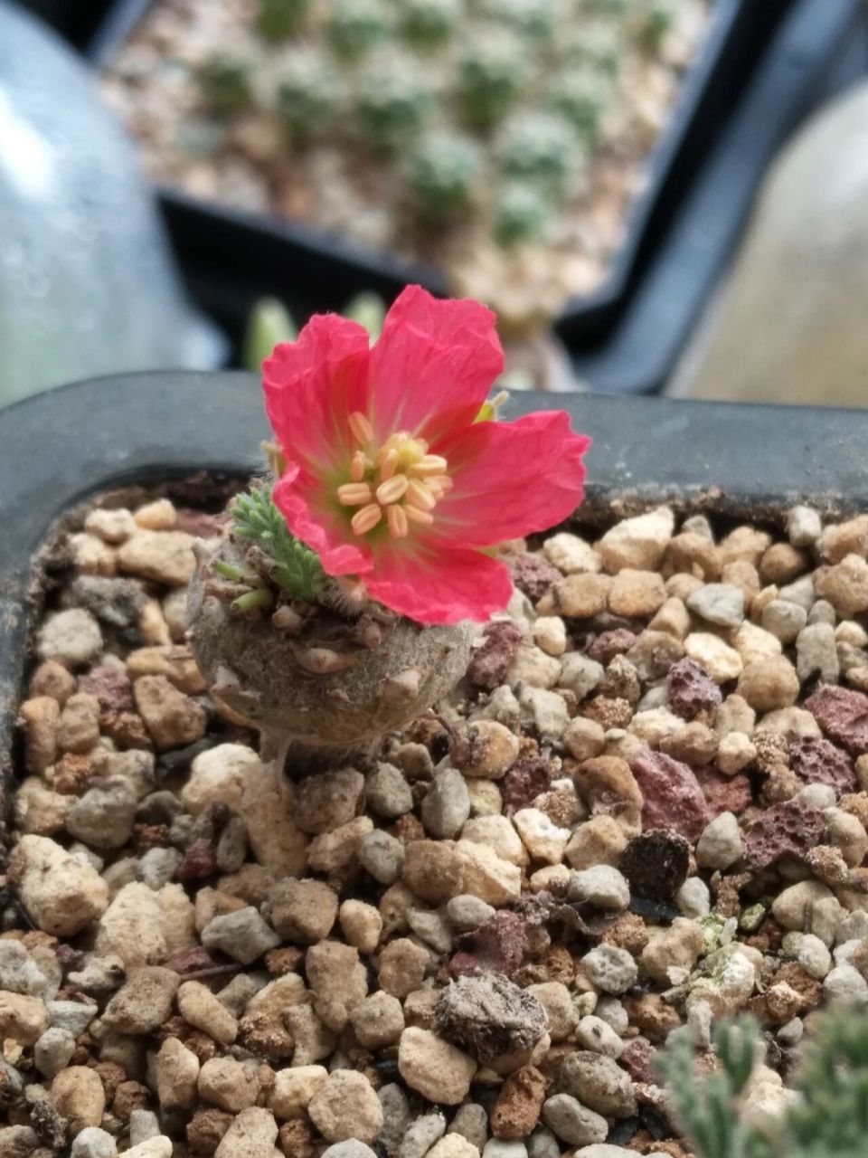 一朵小红花,白皮月界 一年零两三个月开花了,一共七棵,这棵开花最早