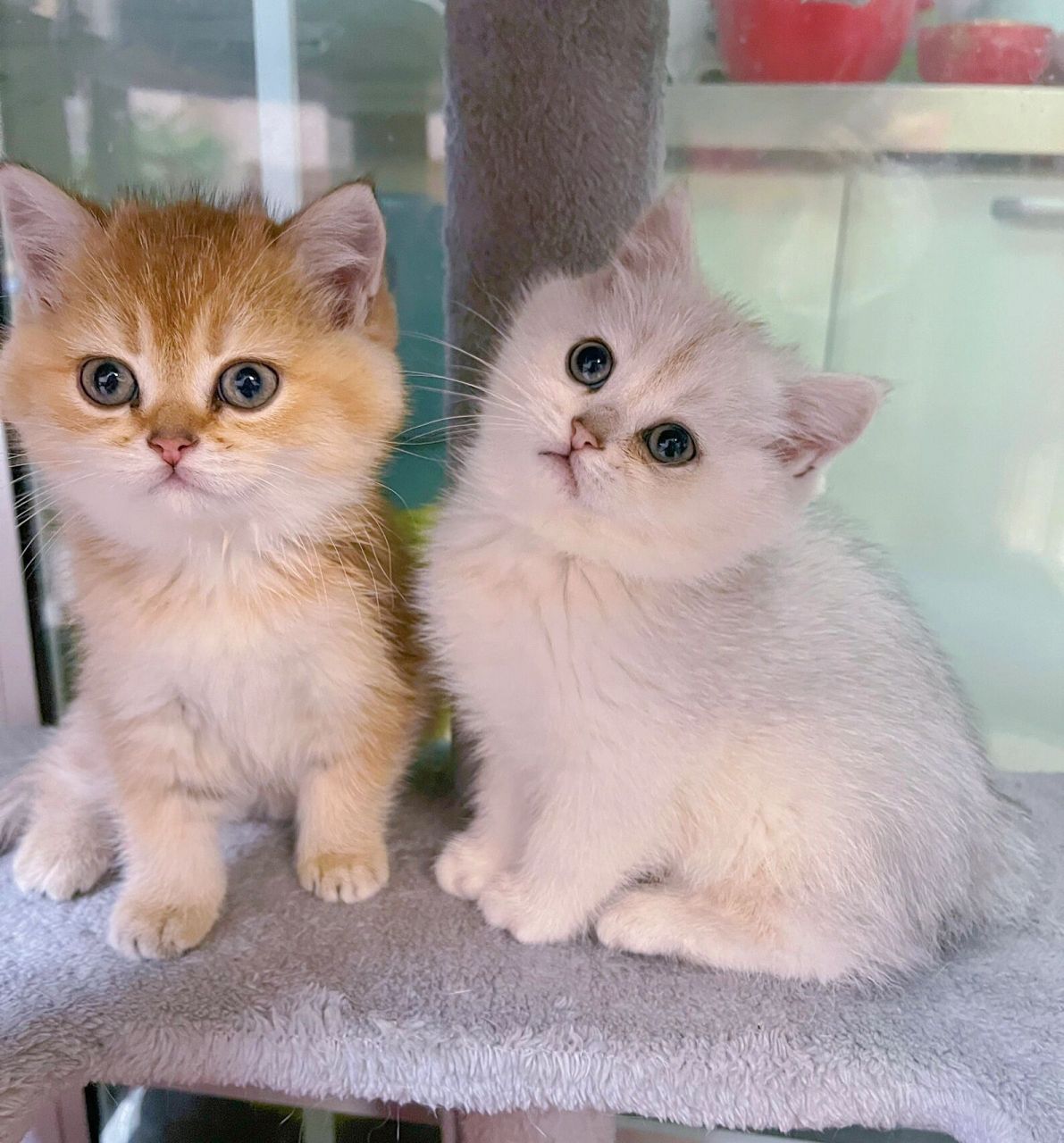 金渐层和银渐层生出的宝宝 图一是金渐层爸爸,图二是银渐层妈妈!