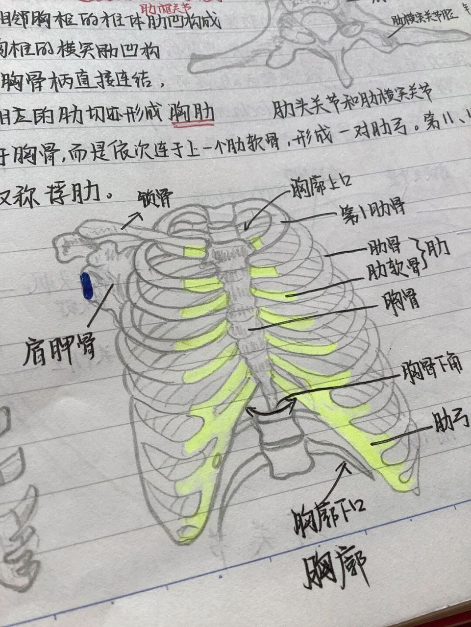 医学生绘出手97解剖学笔记→运动系统④ 真滴好多字,不晓得自己是咋