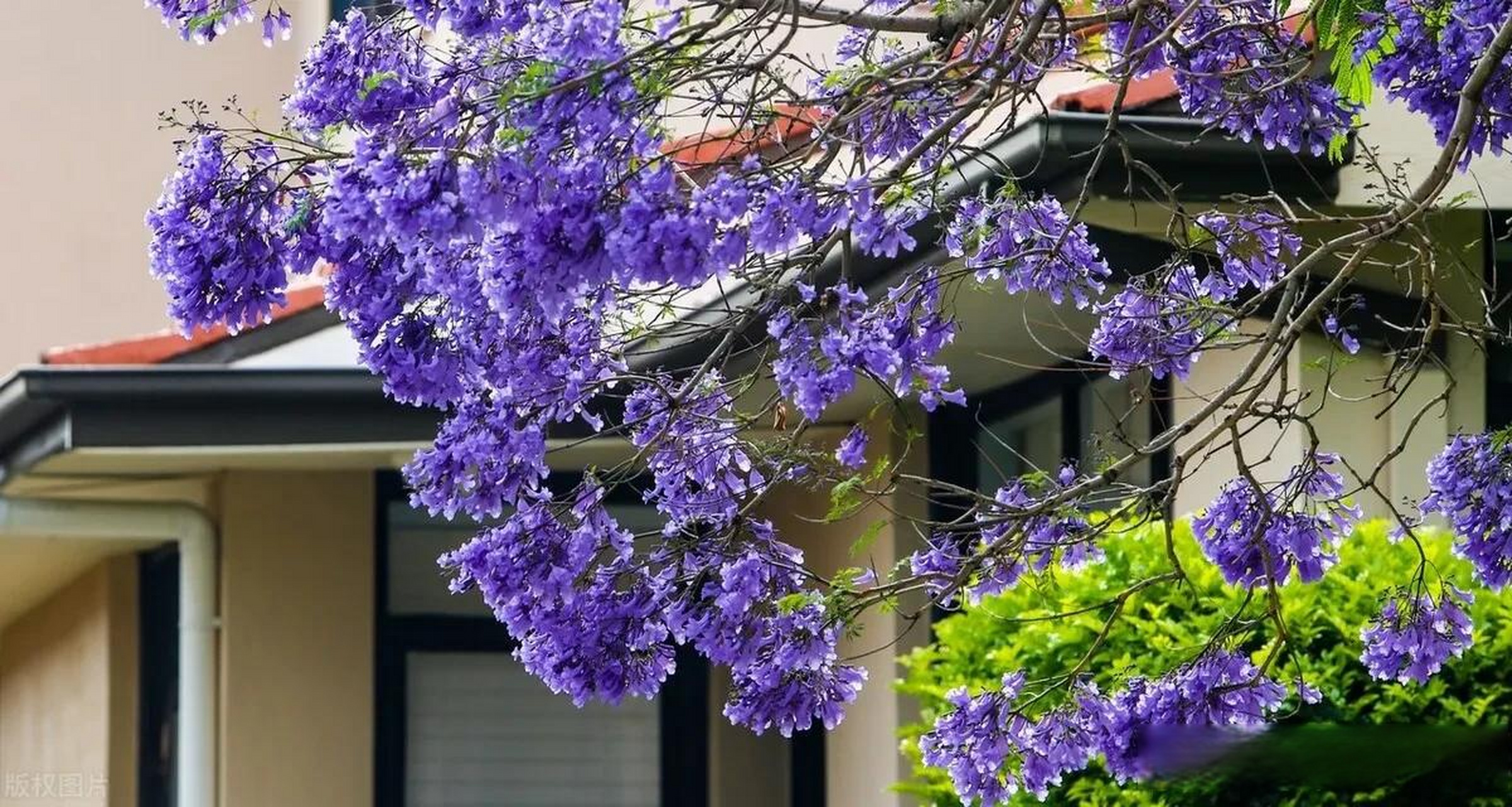 don )是紫葳科蓝花楹属的落叶乔木,叶对生,花蓝色,花萼筒状,花冠筒