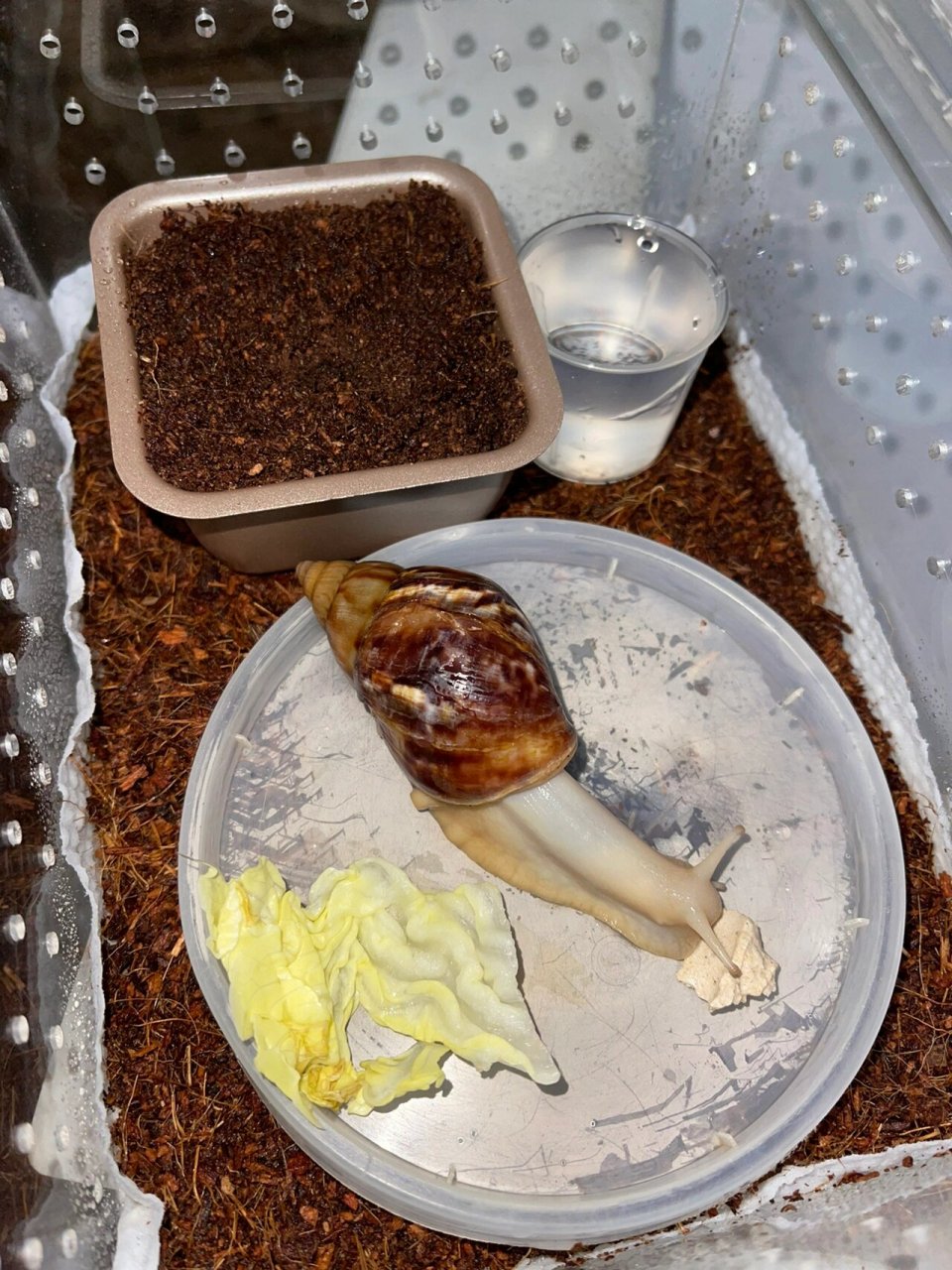 白玉蜗牛…下蛋啦! 📝记录2022.10.