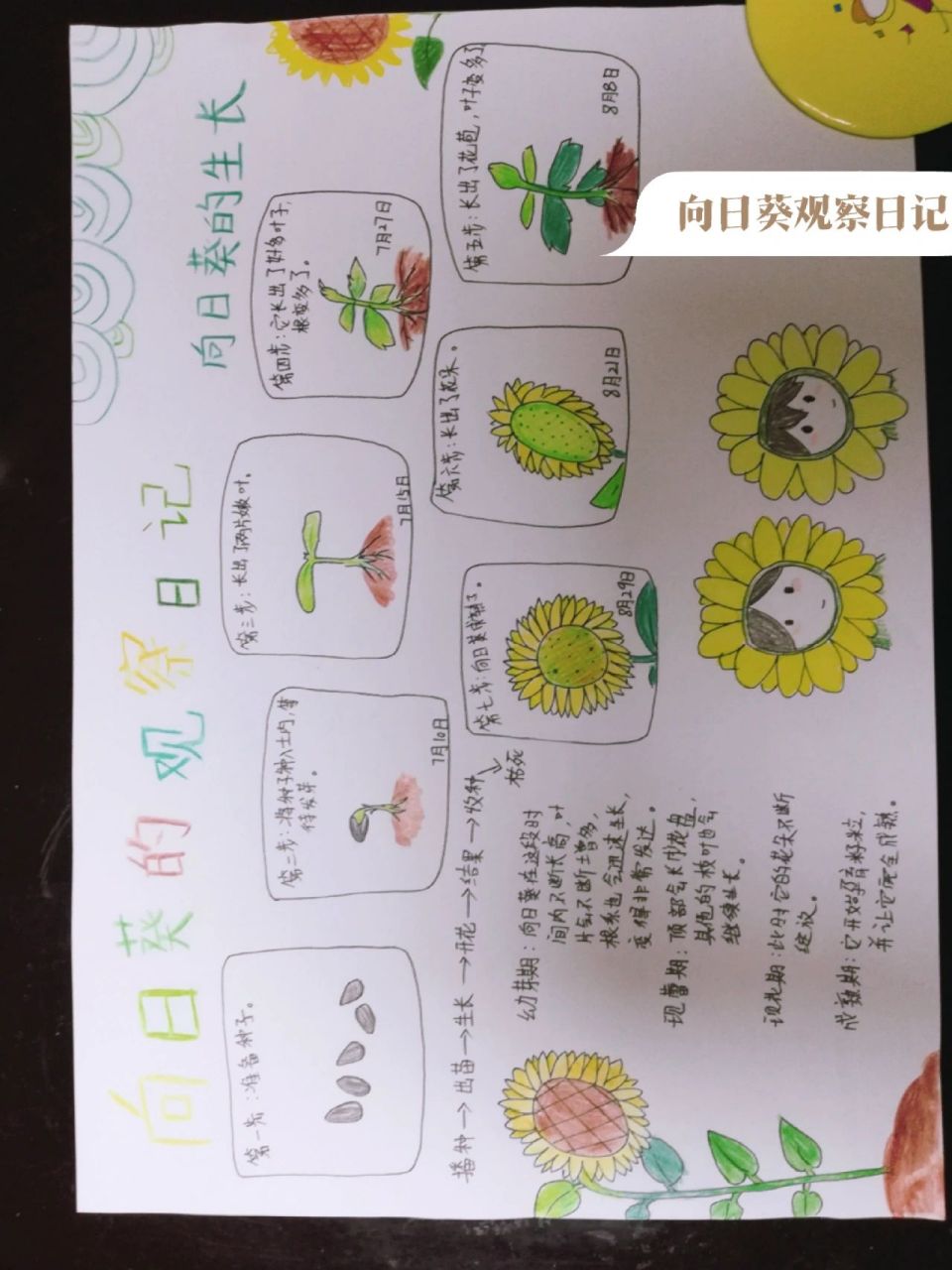 向日葵的观察日记(向日葵的生长 觉得有用的请点个赞再收藏一下吧