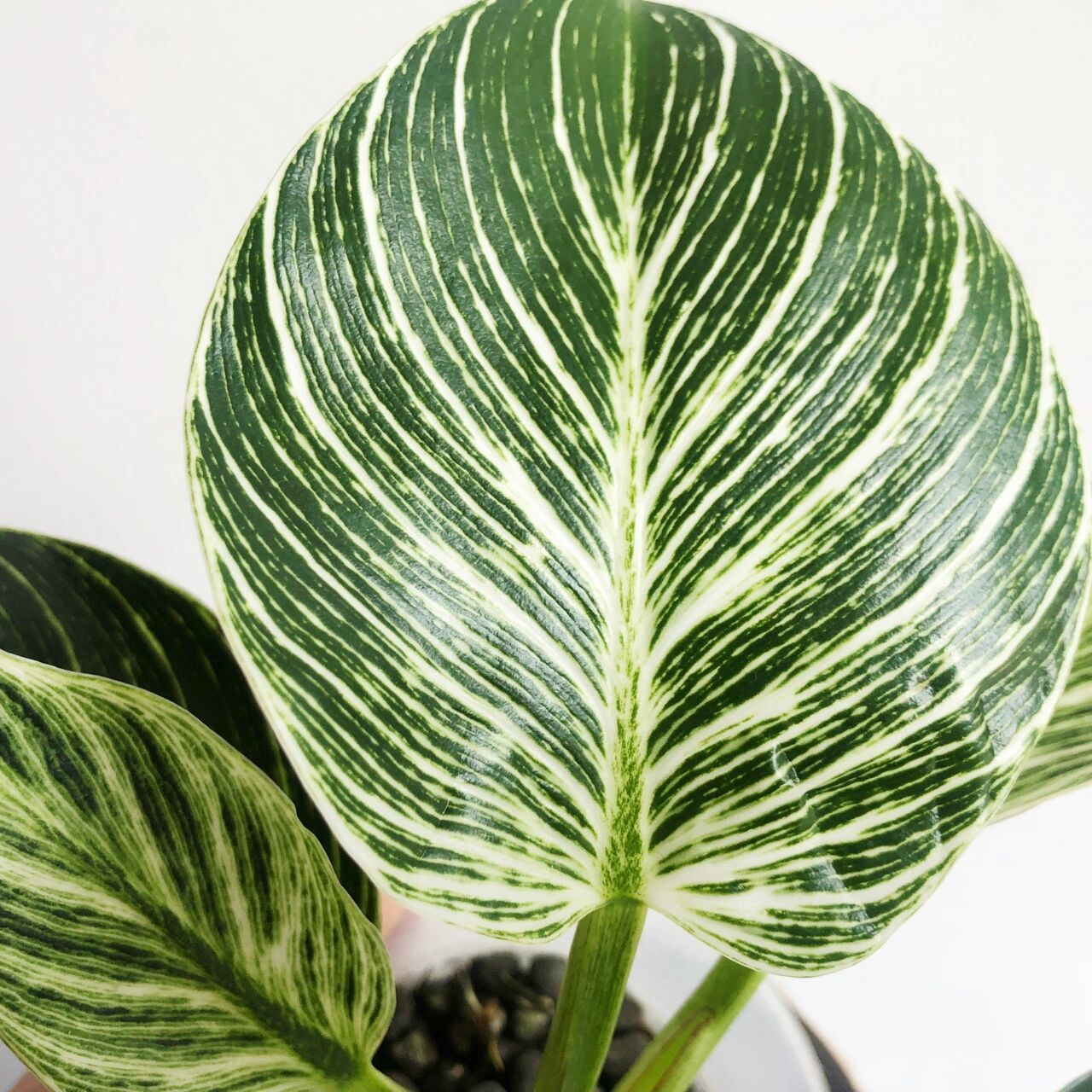 水培绿植03–铂金蔓绿绒 地址: 铂金金钻蔓绿绒(philodendron birkin