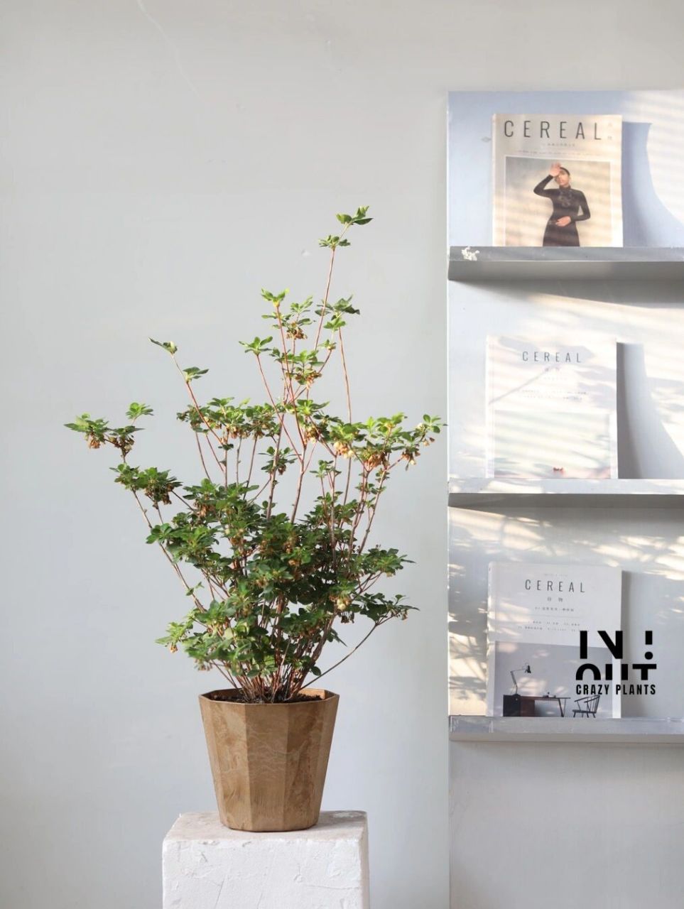 清新一派日本吊钟花盆栽 相比于鲜切枝吊钟,吊钟花盆栽更能感受到植物