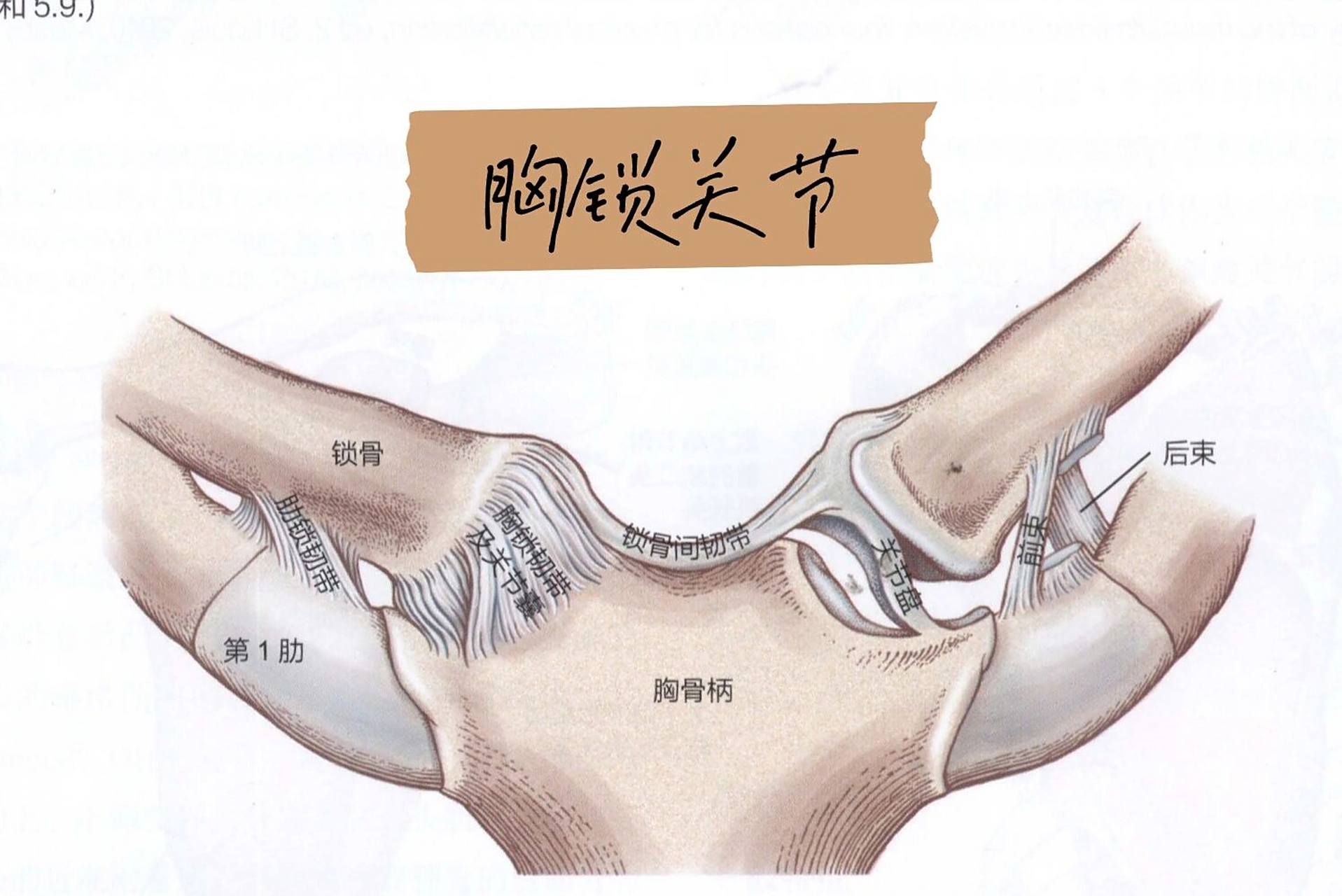 康复笔记79胸锁关节 胸锁关节的支持结构 胸锁韧带:包含将锁骨牢固