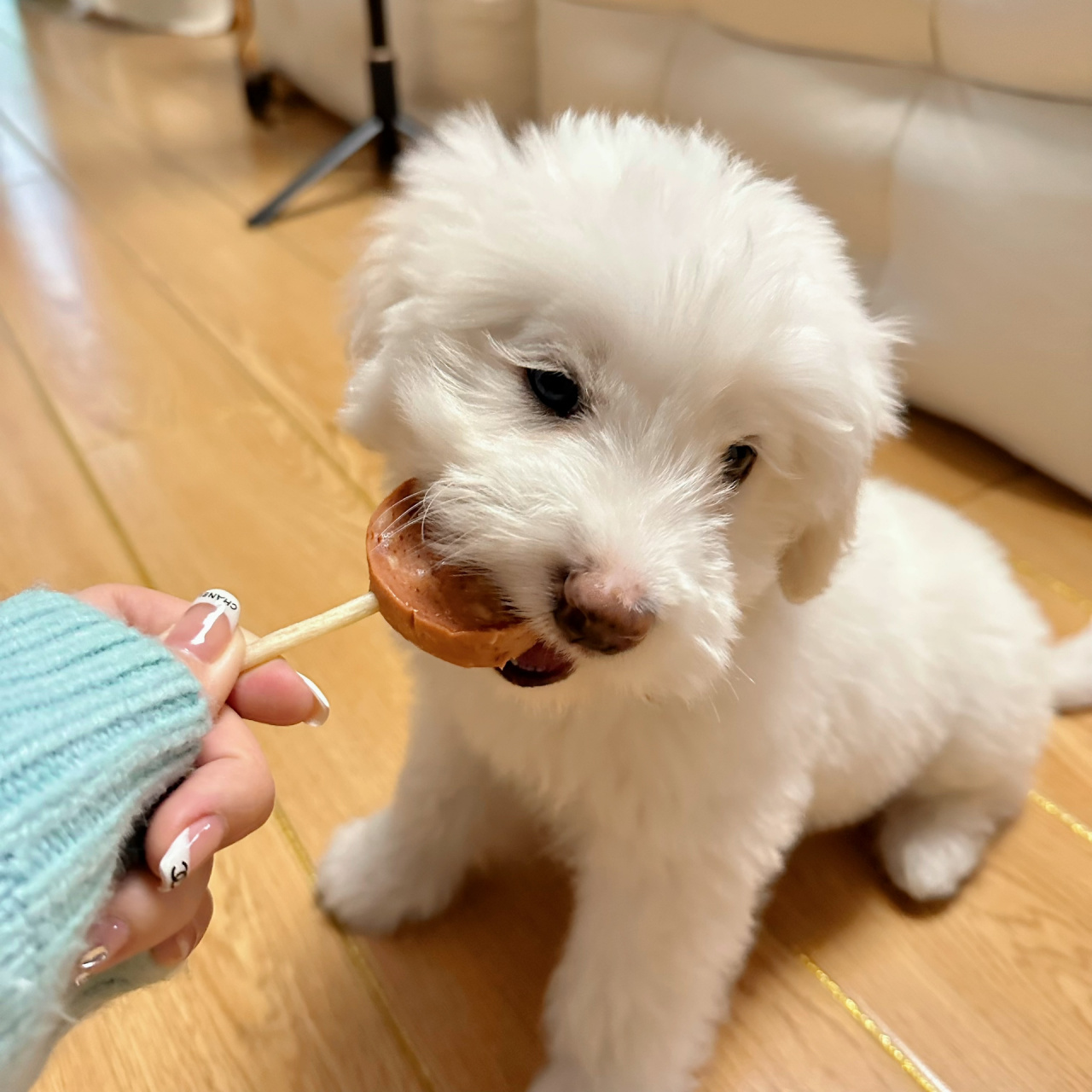 分享我的狗子,金毛和比熊的串串.