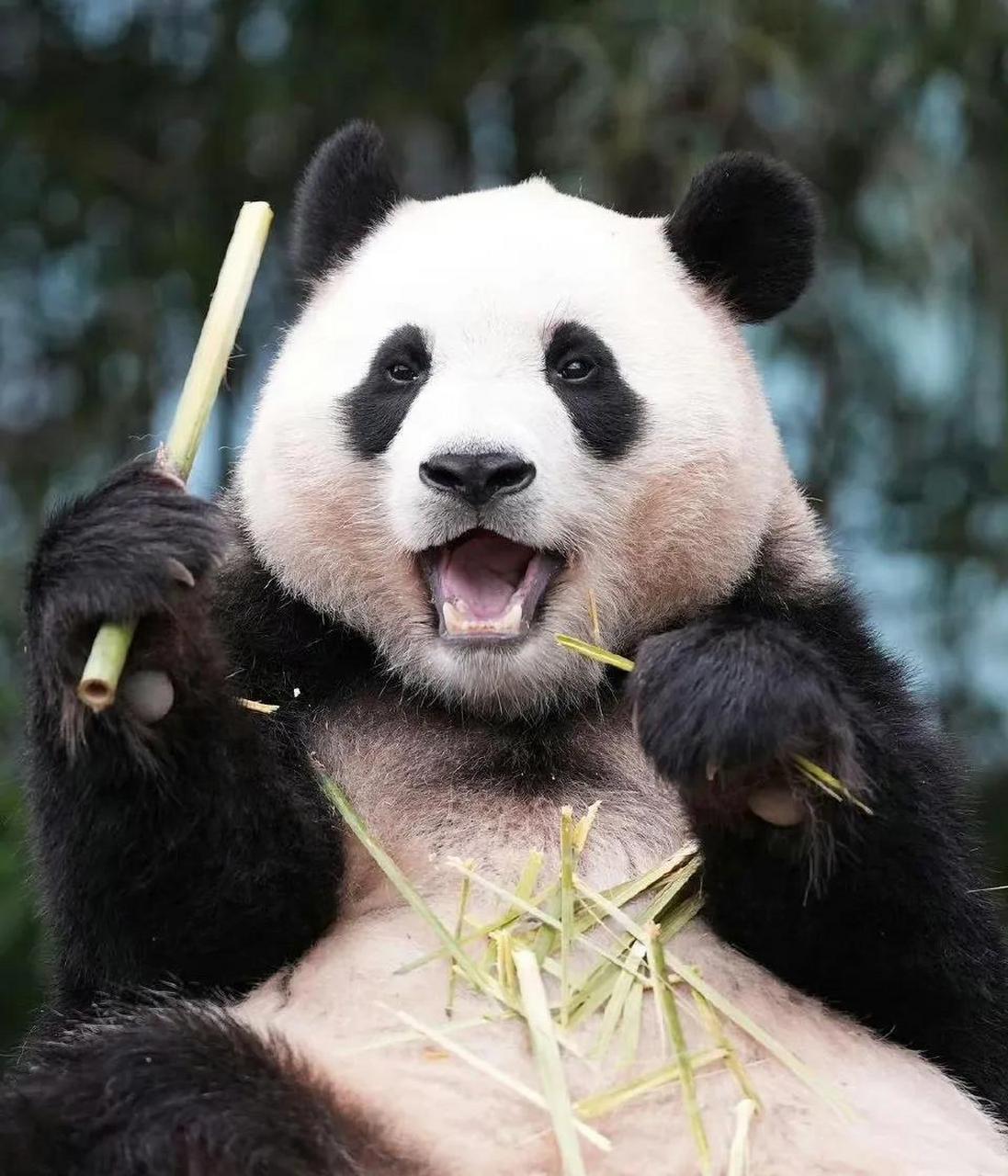 大熊猫福宝,2020年7月20日出生了在韩国三星爱宝乐园.