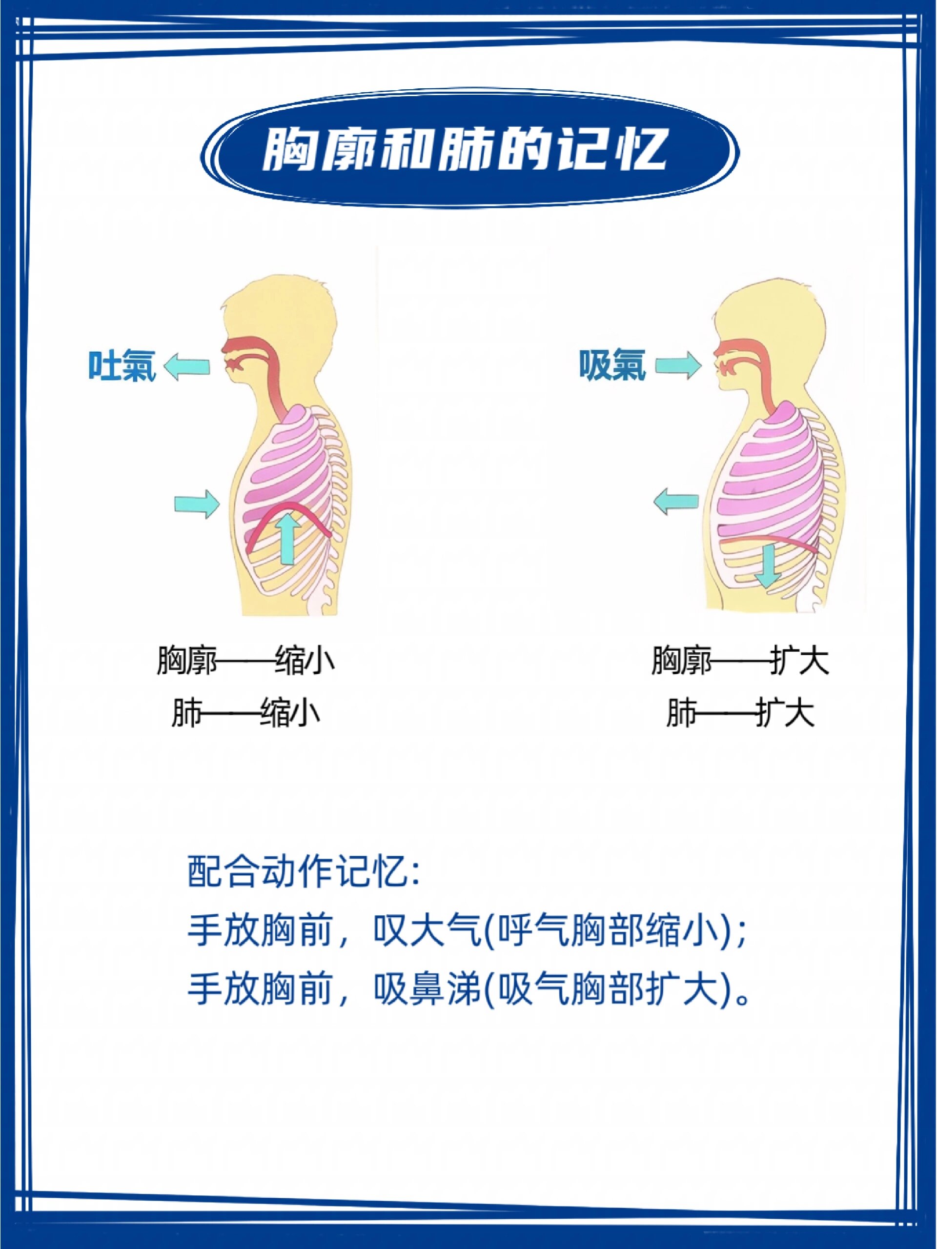 腔肠动物呼吸方式图片