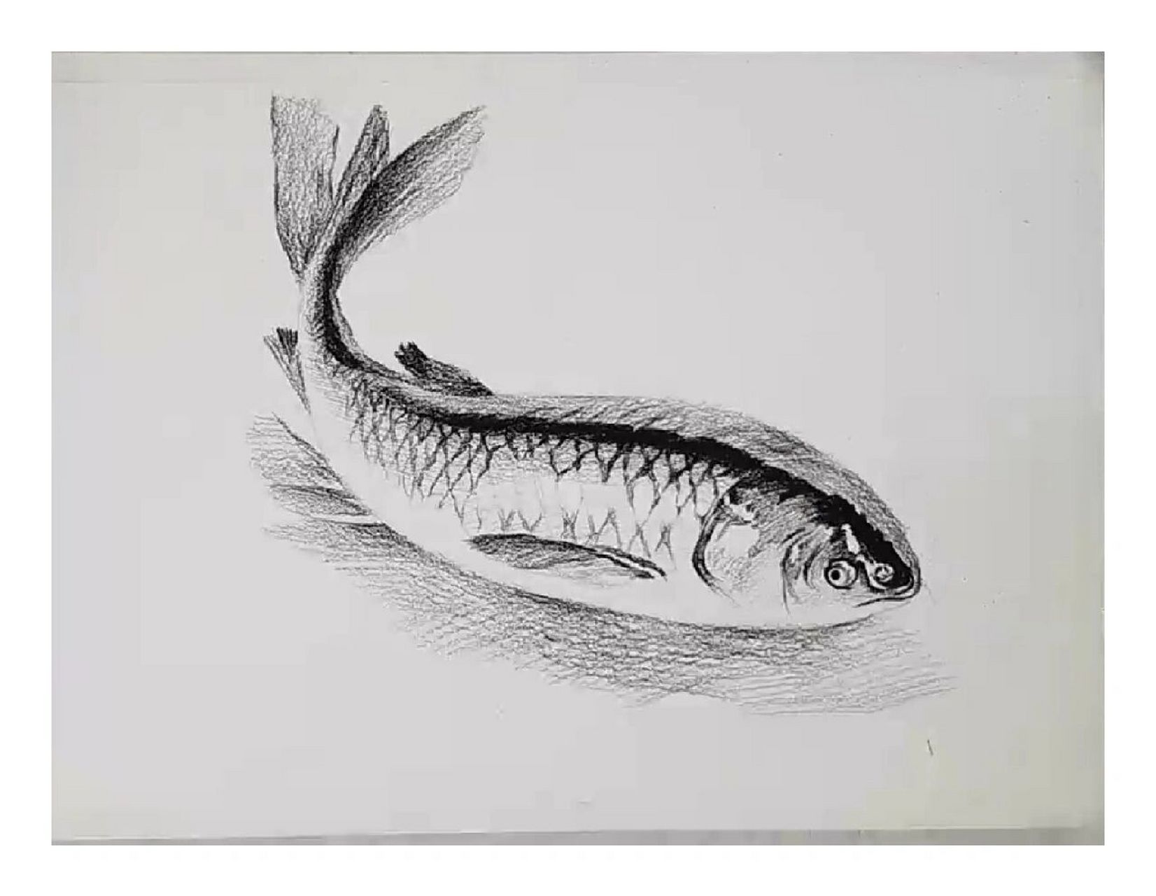素描鱼