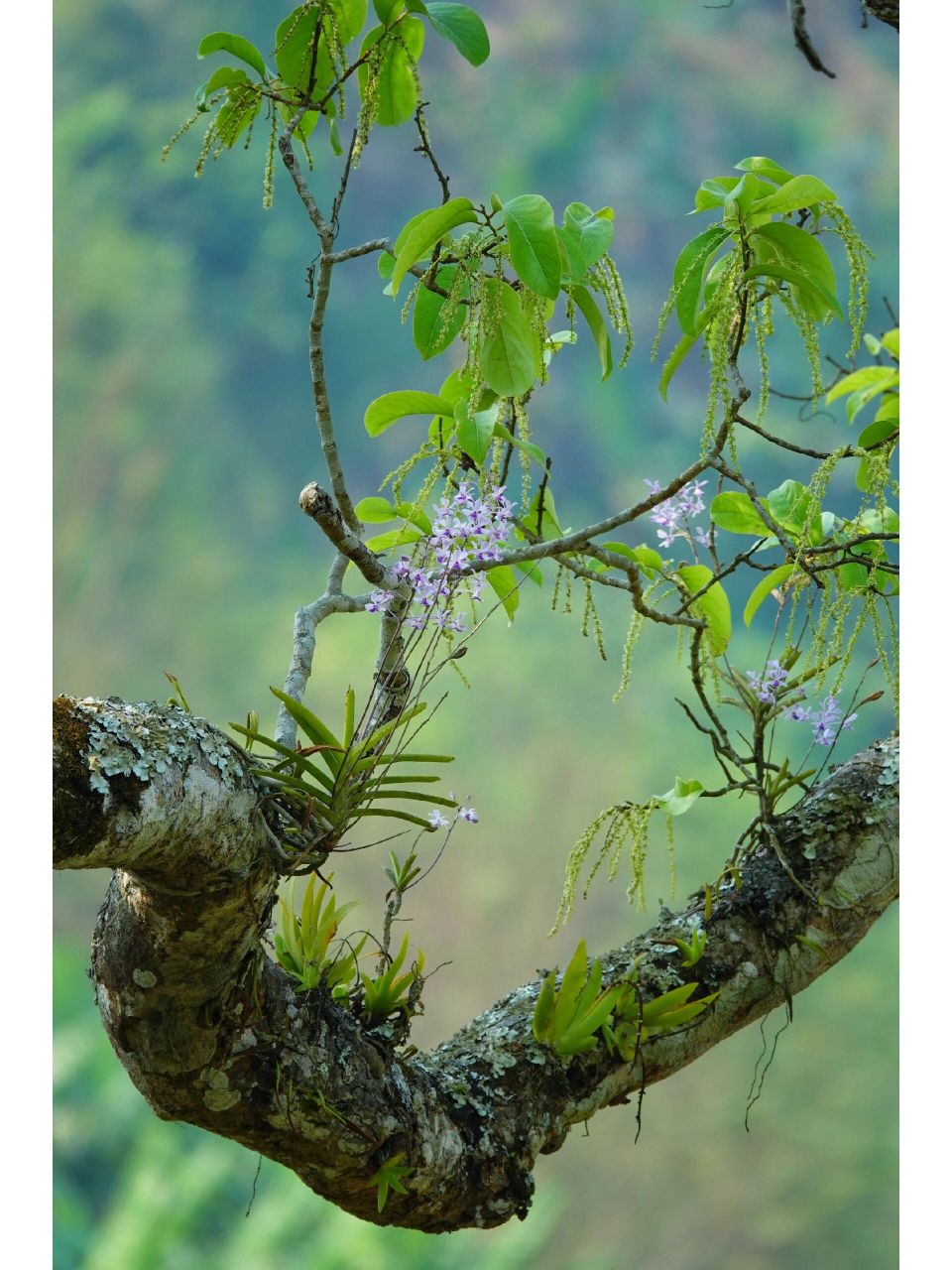 小蓝万代兰 小蓝万代兰vanda coerulescens,兰科万代兰属,产云南