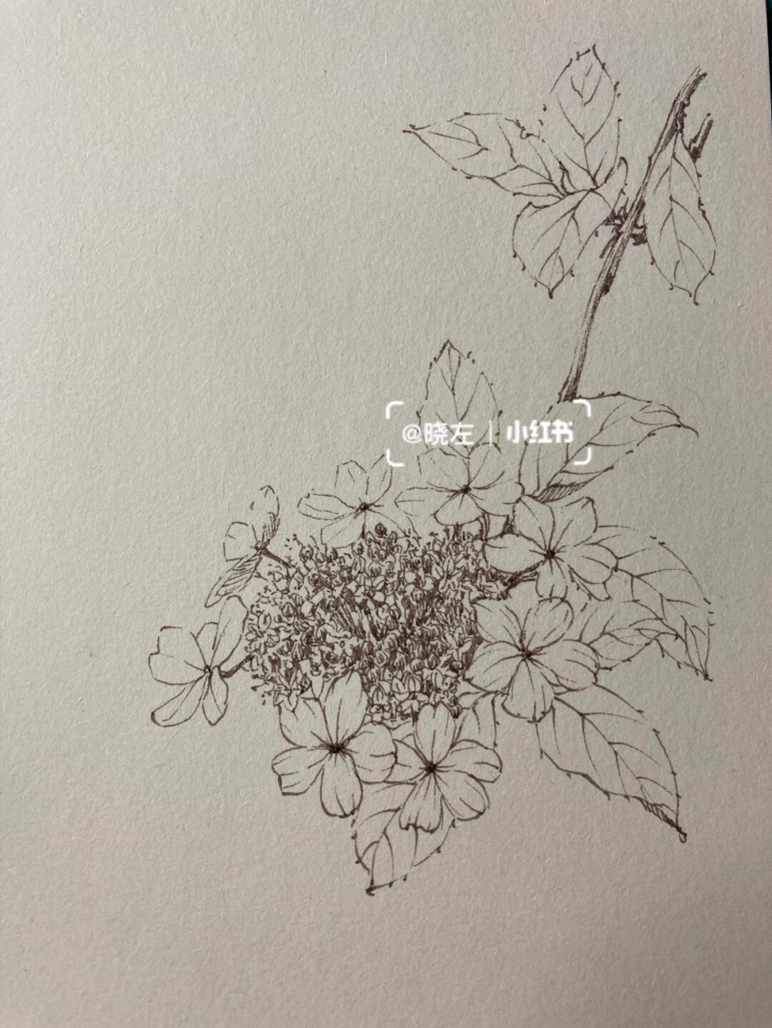 你说我来画系列 扬州市花:琼花