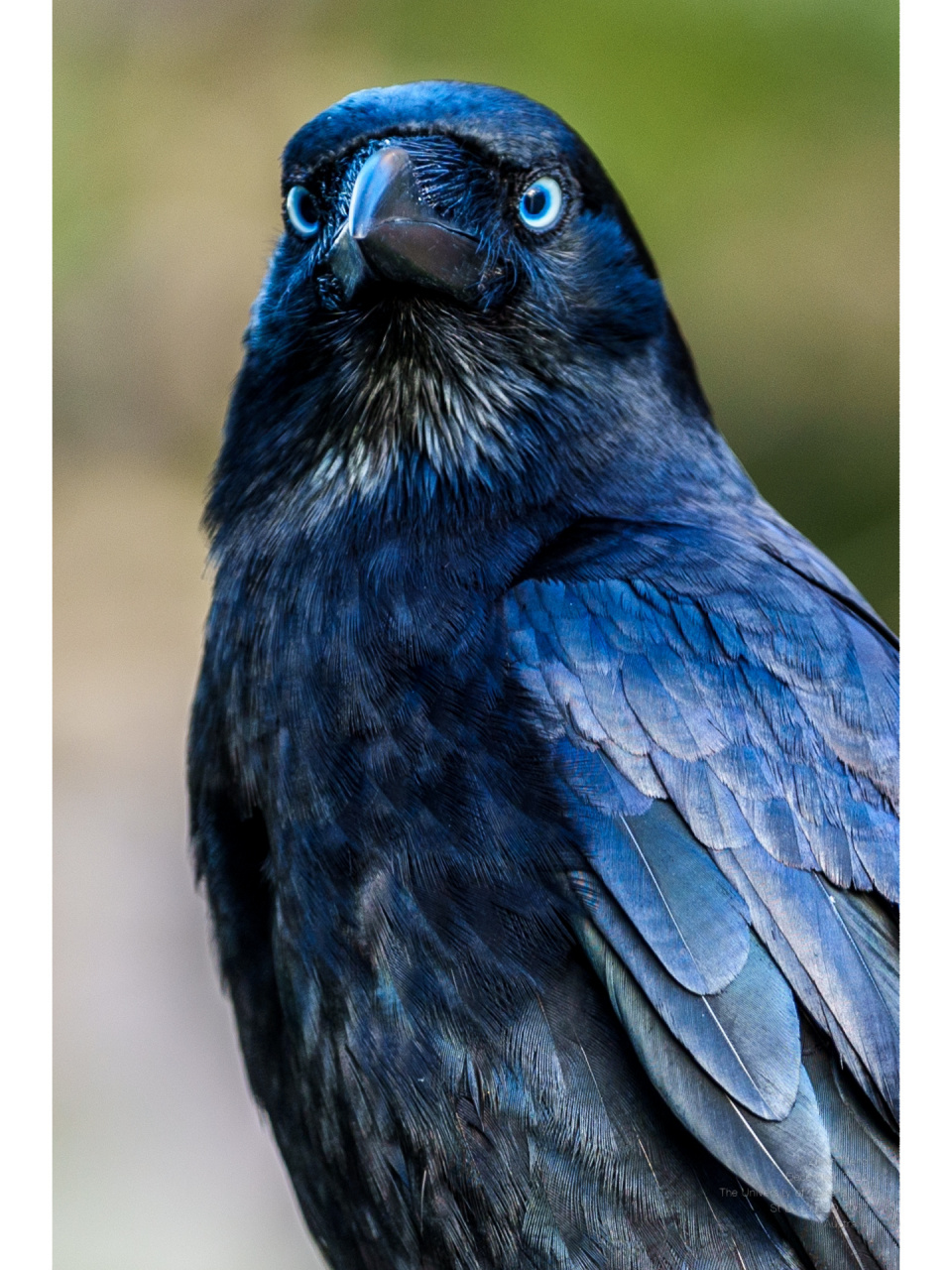 澳大利亚的乌鸦 所有五种澳大利亚本土鸦类都有光滑的黑色羽毛和白色