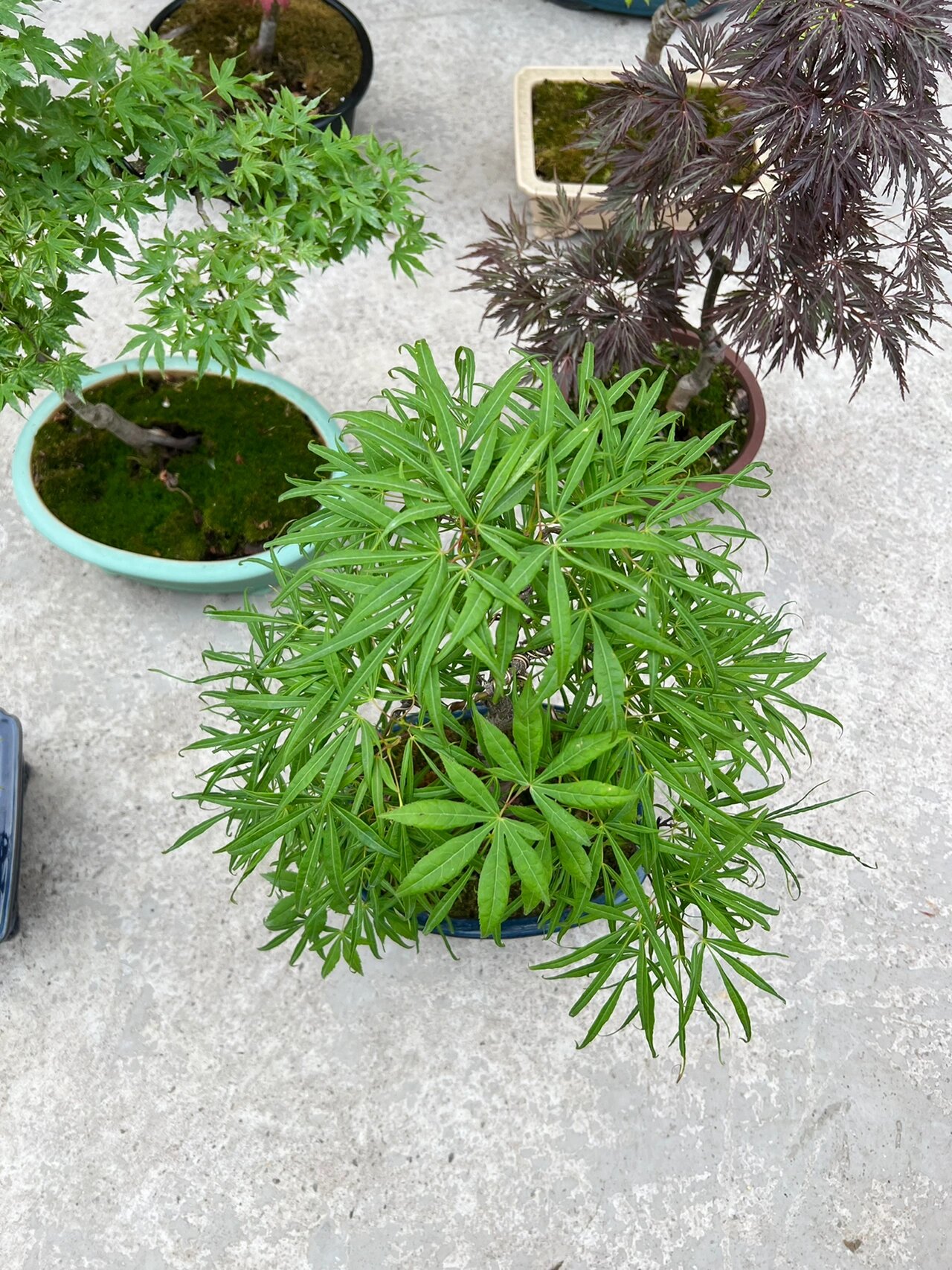 枫树金线!最爱的品种之一!