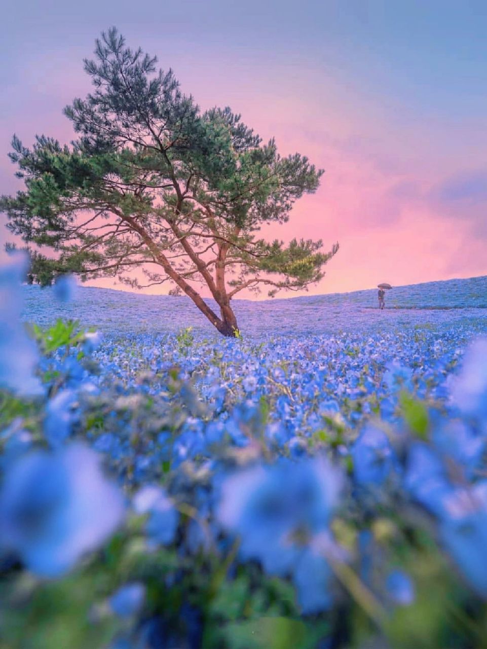 四季绽放的浪漫花海9591茨城海滨公园 日本茨城海滨公园 也叫国营