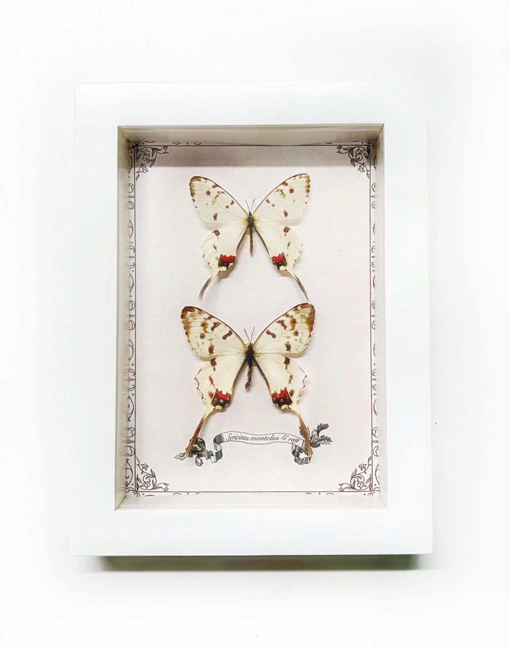 sericinus montela 丝带凤蝶94 属于绢蝶亚科凤蝶族的一种蝴蝶,是