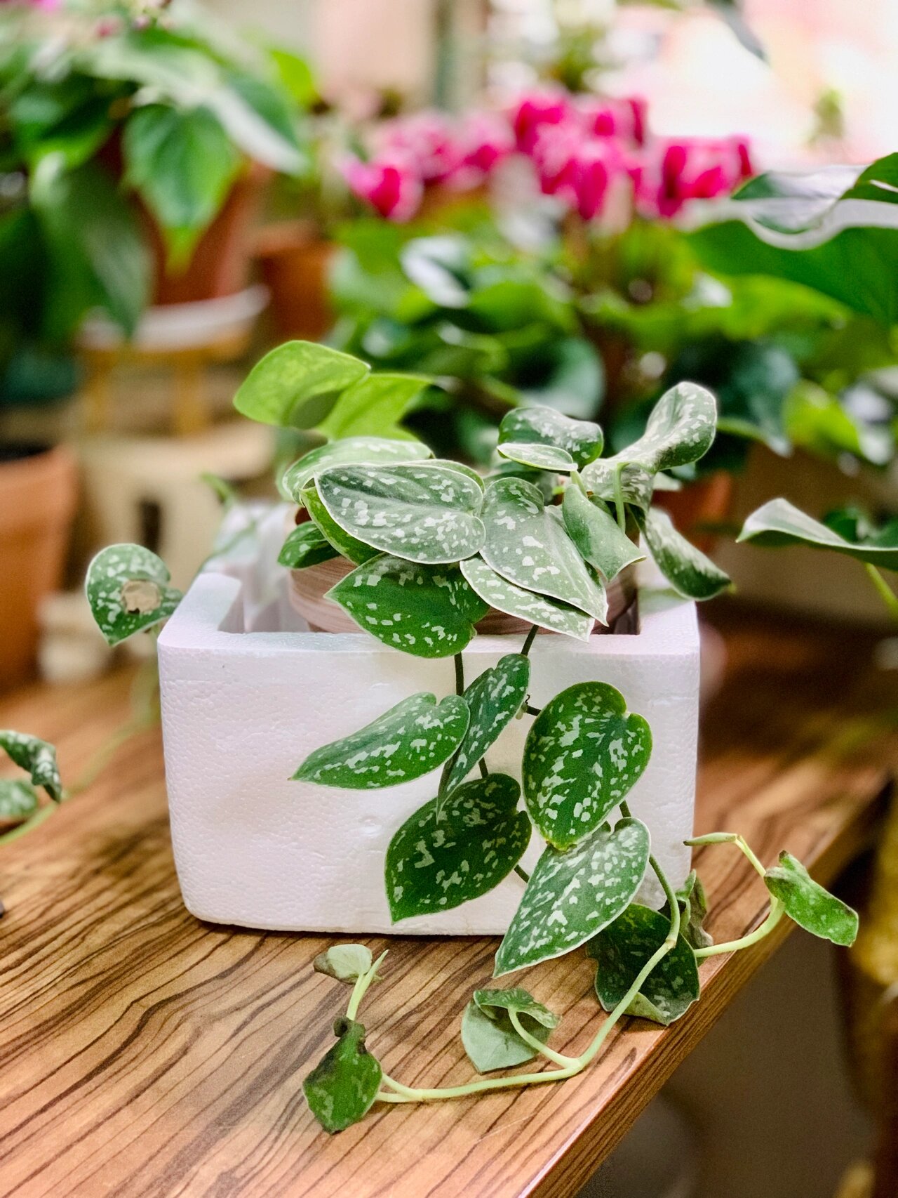 (更新)坐标成都||小叶银斑葛卷叶该怎么办啊 更新:放泡沫箱搬进室内