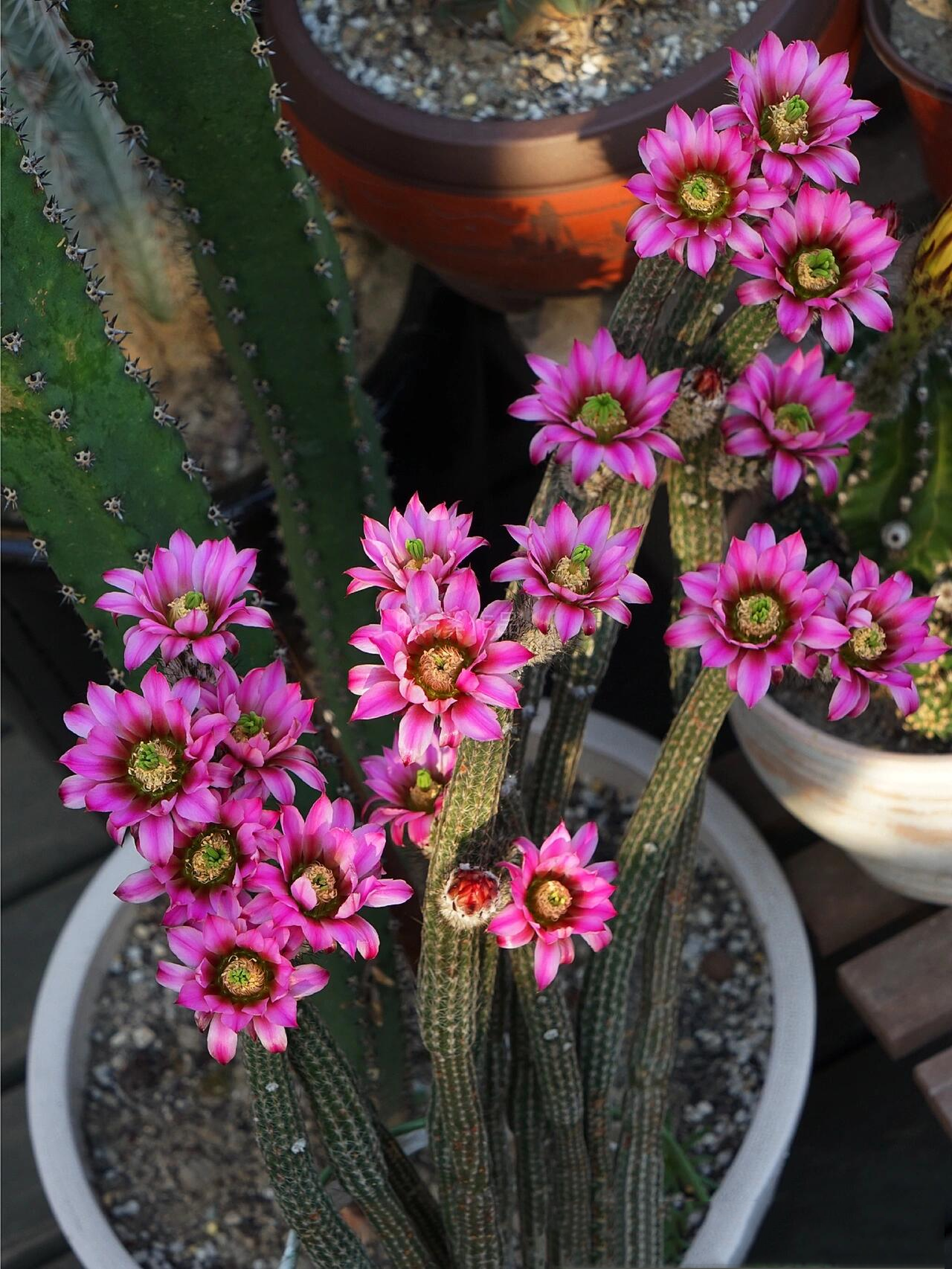 🌵银纽来自北美洲,是一种鹿角柱属仙人掌