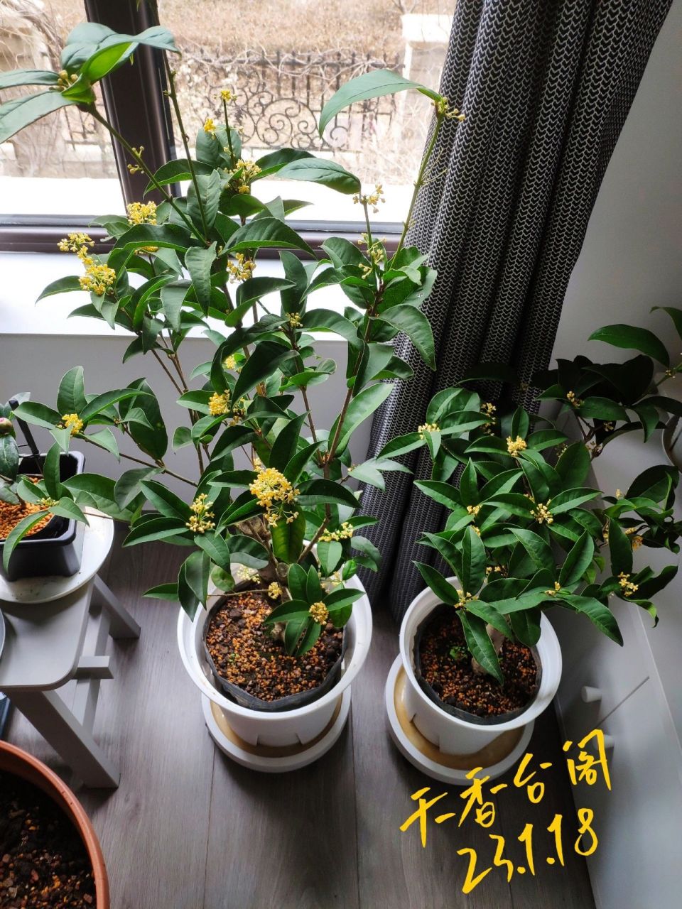 四季桂花 天香台阁 又又又爆花了 年前入了两棵这个品种,天香台阁